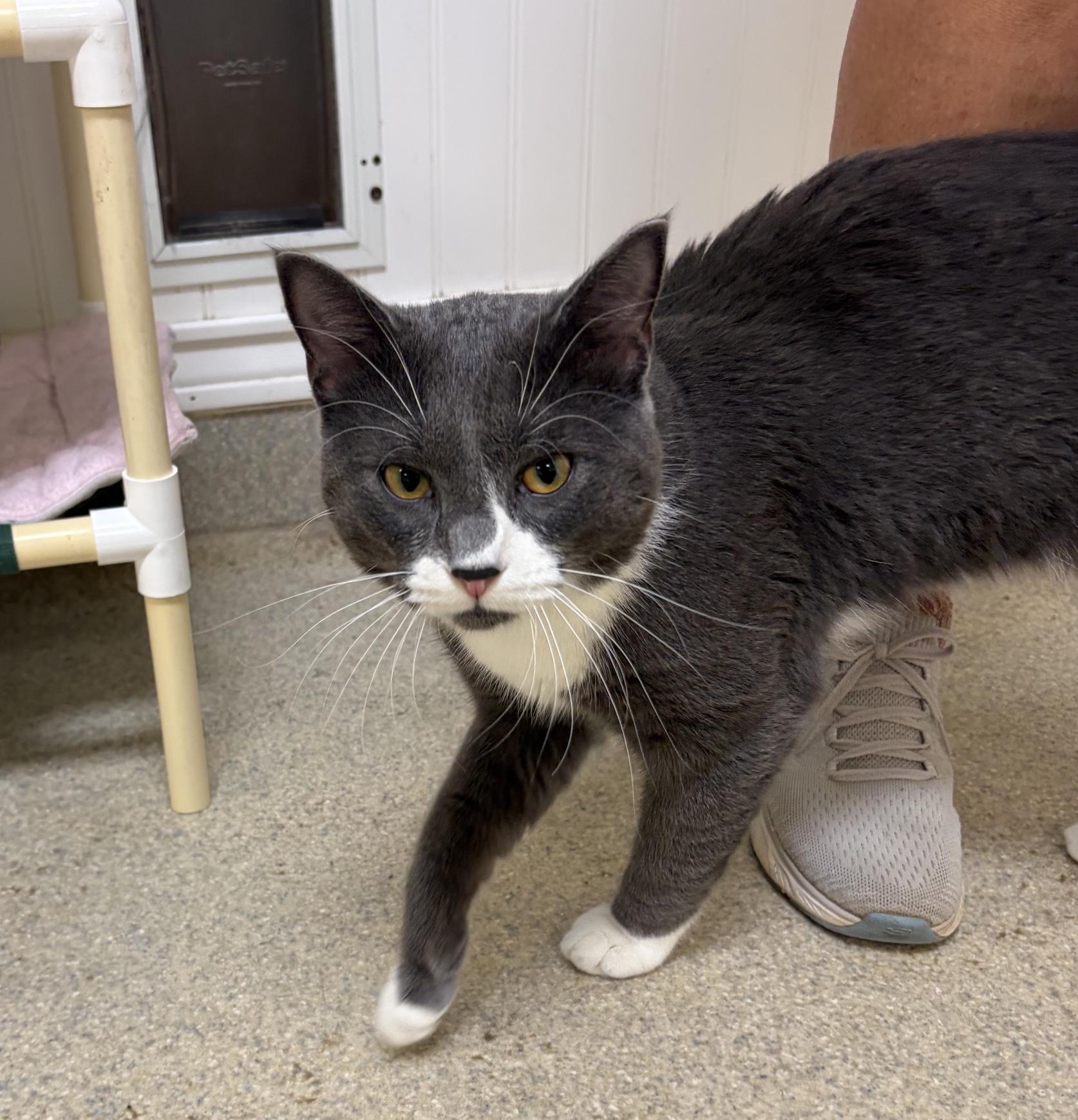 Enlarge Maximillian, a Adoptable Domestic Short Hair in Westbrook, CT image 6/6