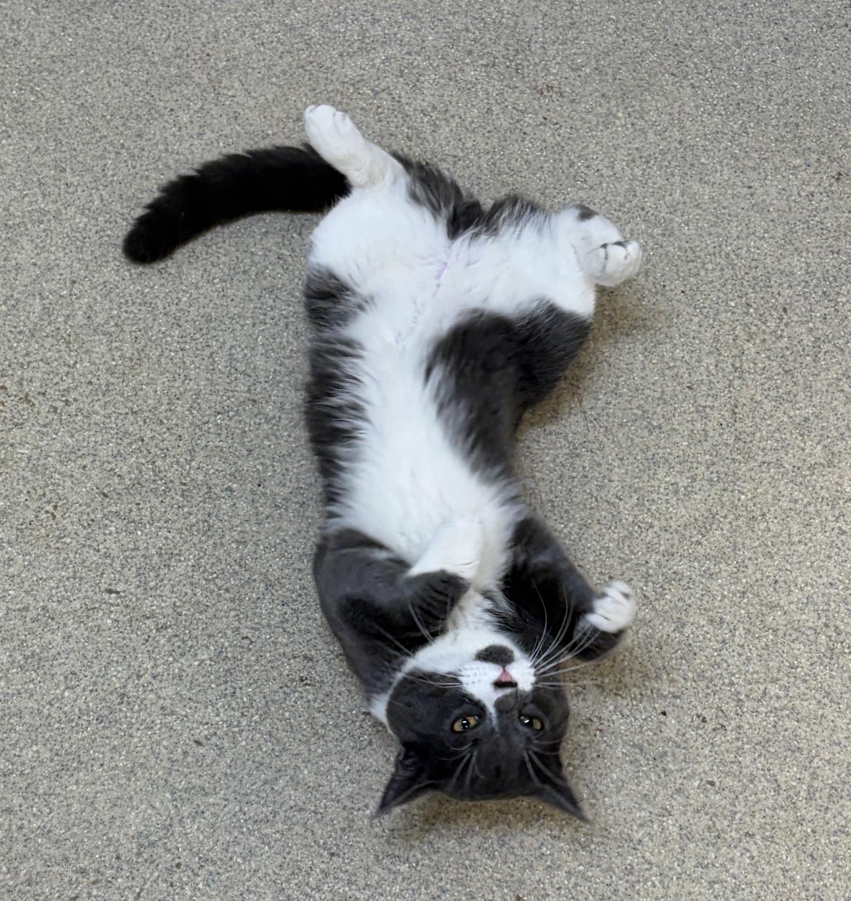 Maximillian, Adoptable, Kitten Male Domestic Short Hair.