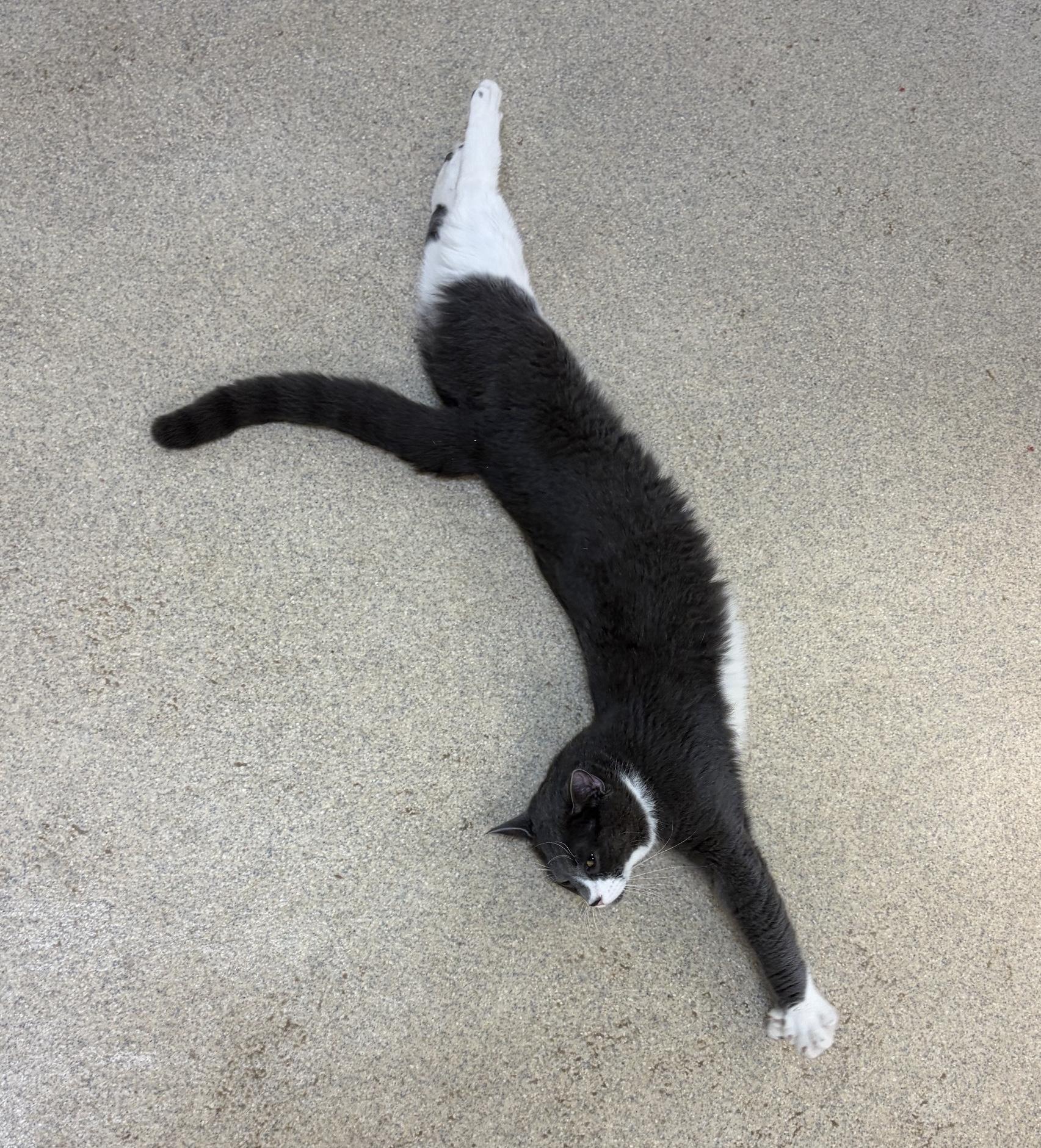 Enlarge Maximillian, a Adoptable Domestic Short Hair in Westbrook, CT image 3/6