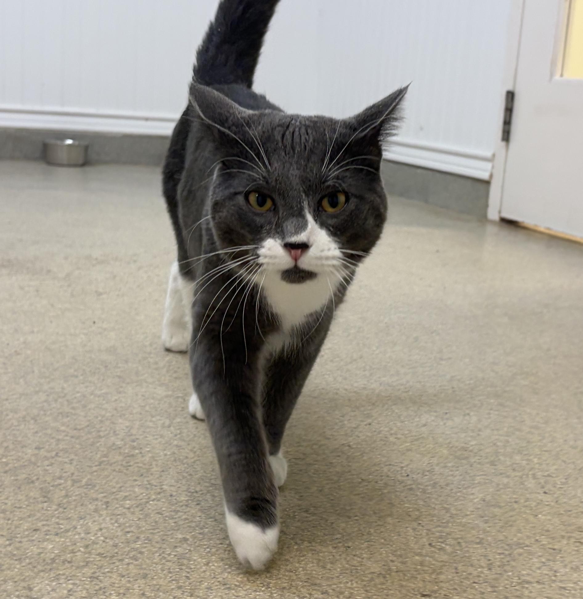 Enlarge Maximillian, a Adoptable Domestic Short Hair in Westbrook, CT image 2/6