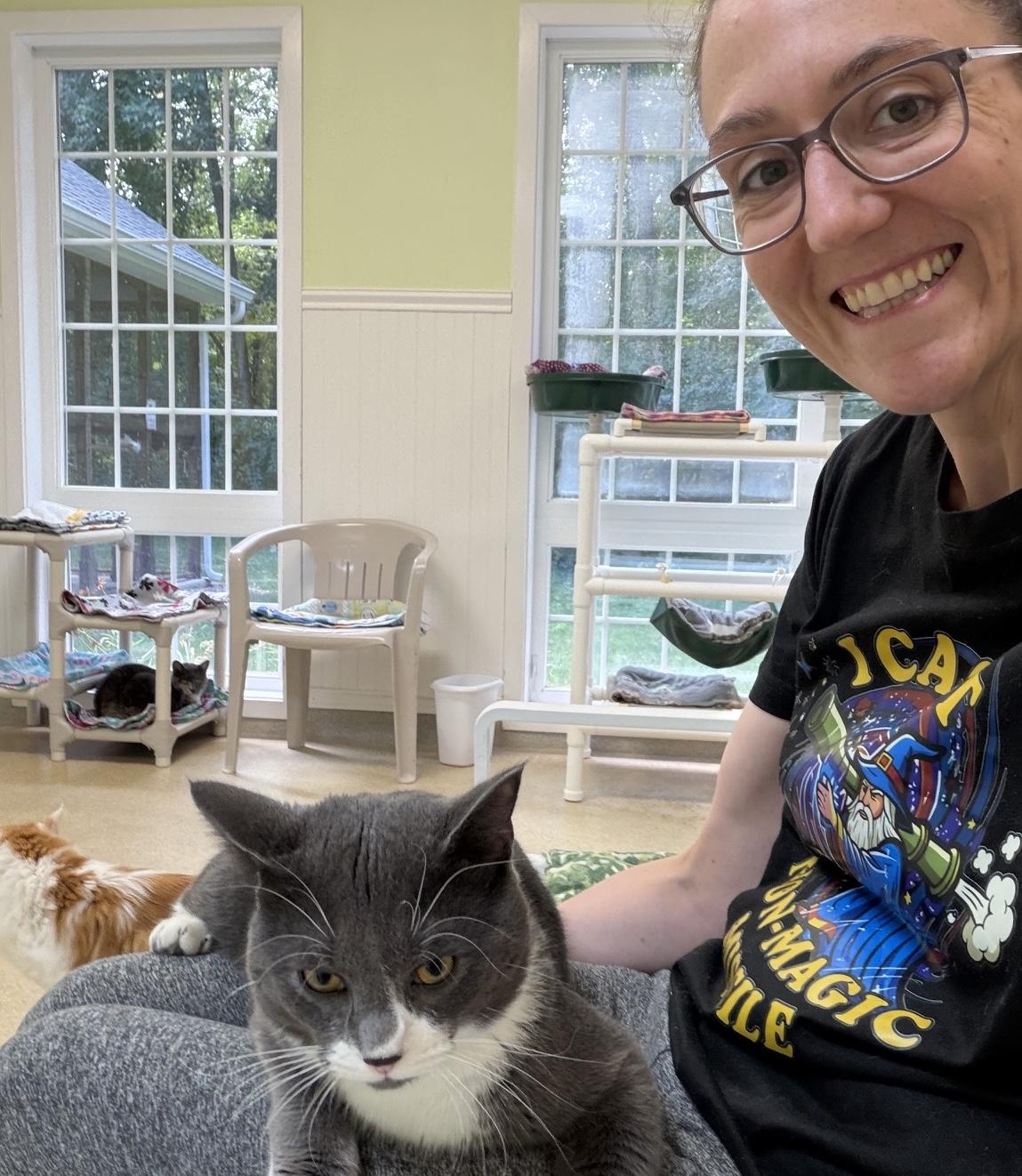 Enlarge Maximillian, a Adoptable Domestic Short Hair in Westbrook, CT image 4/6