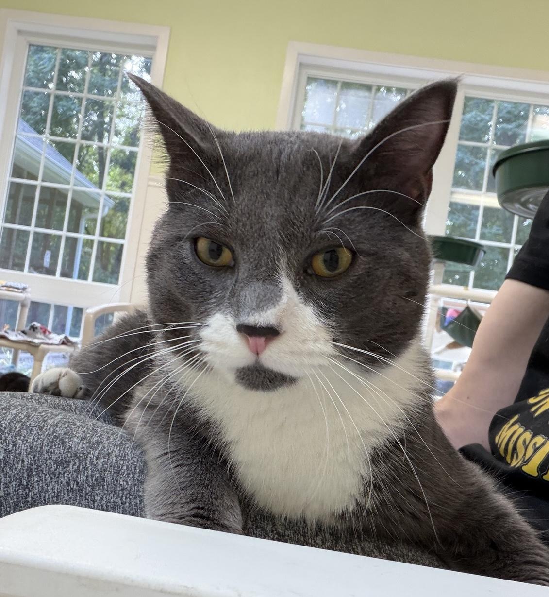 Enlarge Maximillian, a Adoptable Domestic Short Hair in Westbrook, CT image 5/6