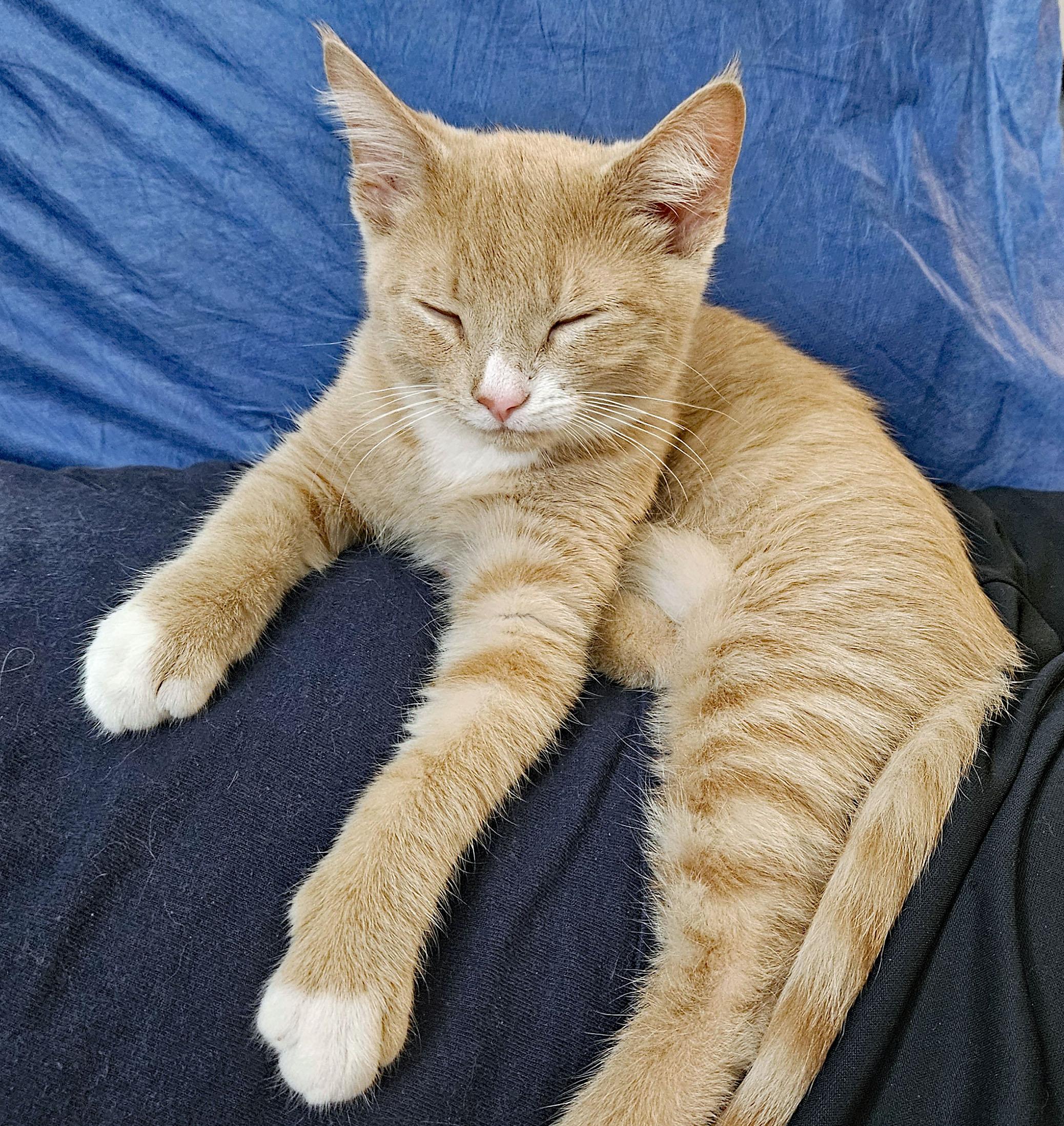 Cat for adoption - Vijay, a Tabby & Domestic Short Hair Mix