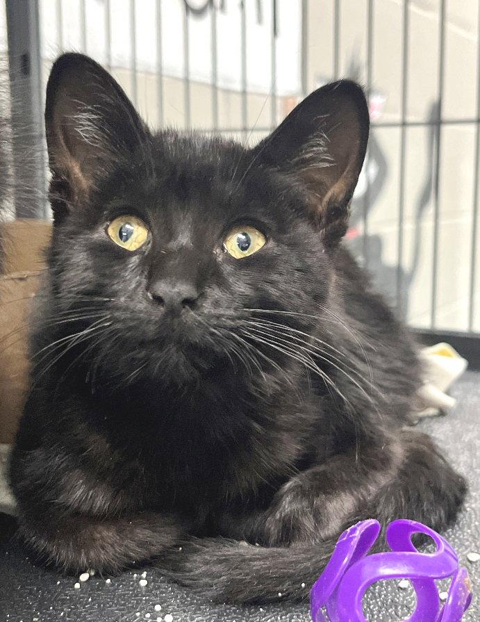 Scorpio, Adopted, Kitten Male Domestic Short Hair.