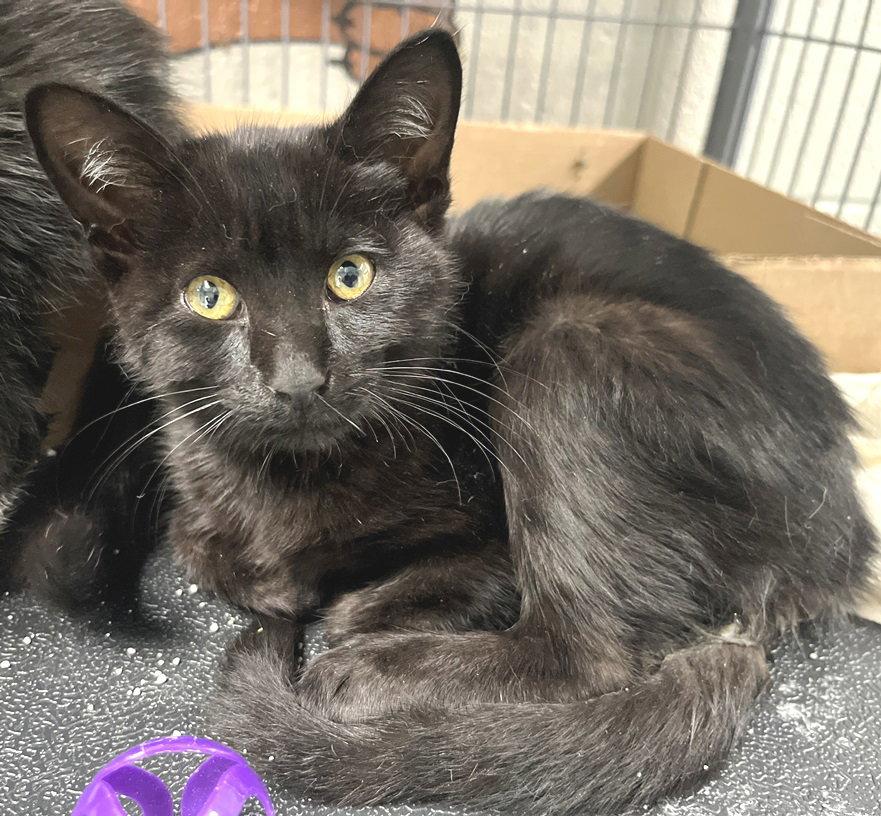 Enlarge Scorpio, a Adopted Domestic Short Hair in Carrollton, GA image 2/3