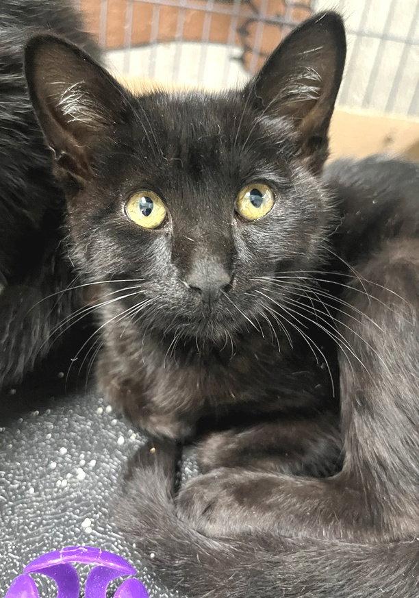 Enlarge Scorpio, a Adopted Domestic Short Hair in Carrollton, GA image 3/3