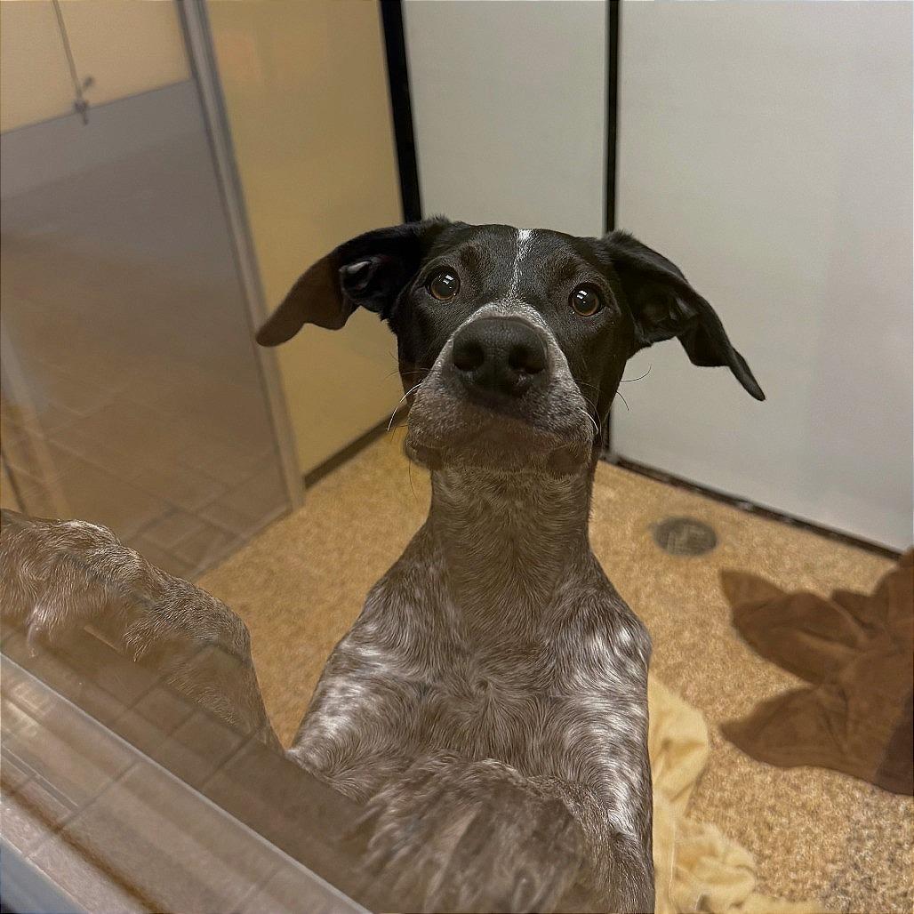 Sharlene Stacy, Adoptable, Puppy Female German Shorthaired Pointer & Cattle Dog.