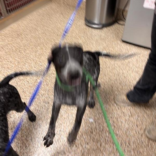 Enlarge Sharlene Stacy, a Adoptable mixed breed in Tempe, AZ image 2/2