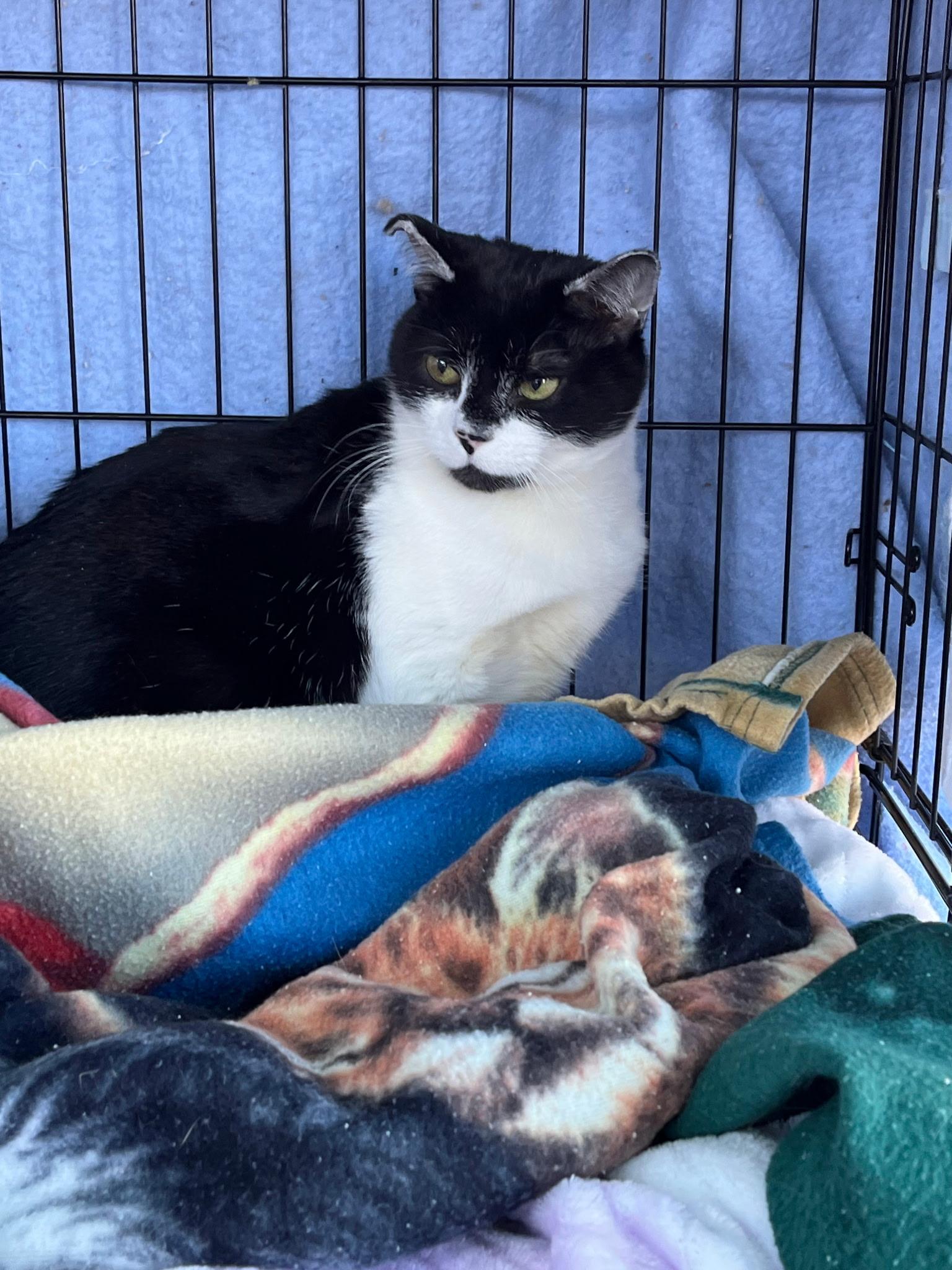 Enlarge Tuxie, a ADOPTABLE Domestic Short Hair in Easley, SC image 2/4