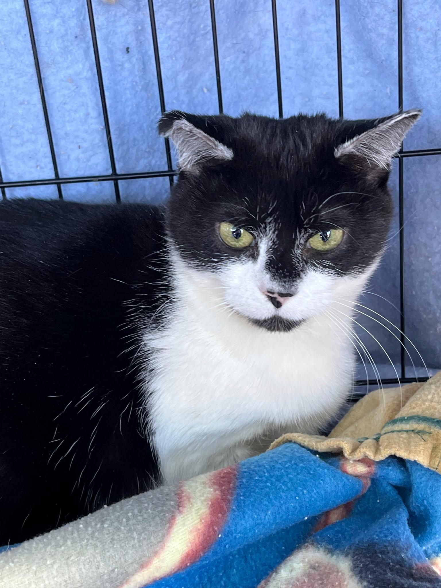 Enlarge Tuxie, a ADOPTABLE Domestic Short Hair in Easley, SC image 4/4