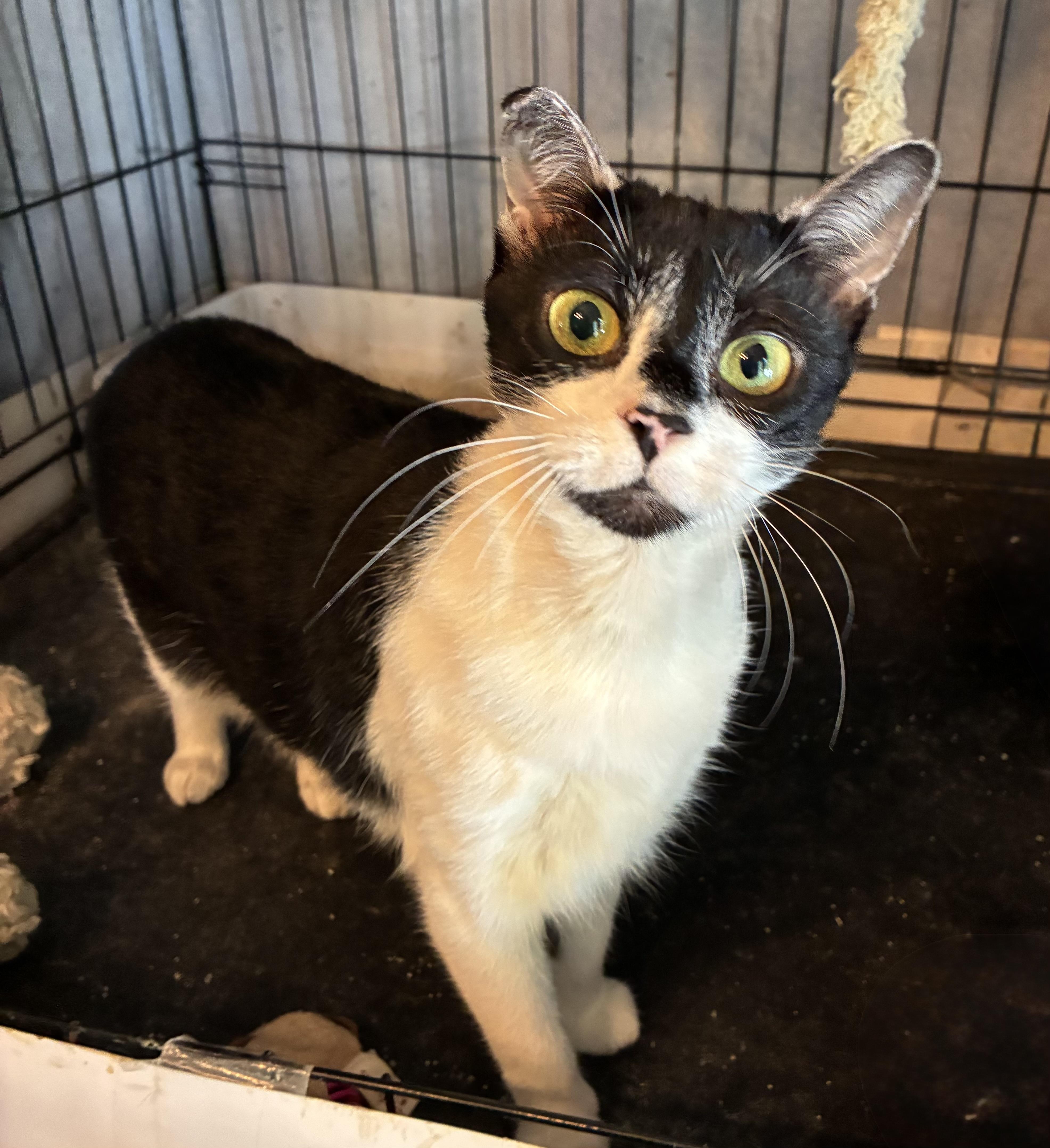 Tuxie, ADOPTABLE, Young Female Domestic Short Hair.