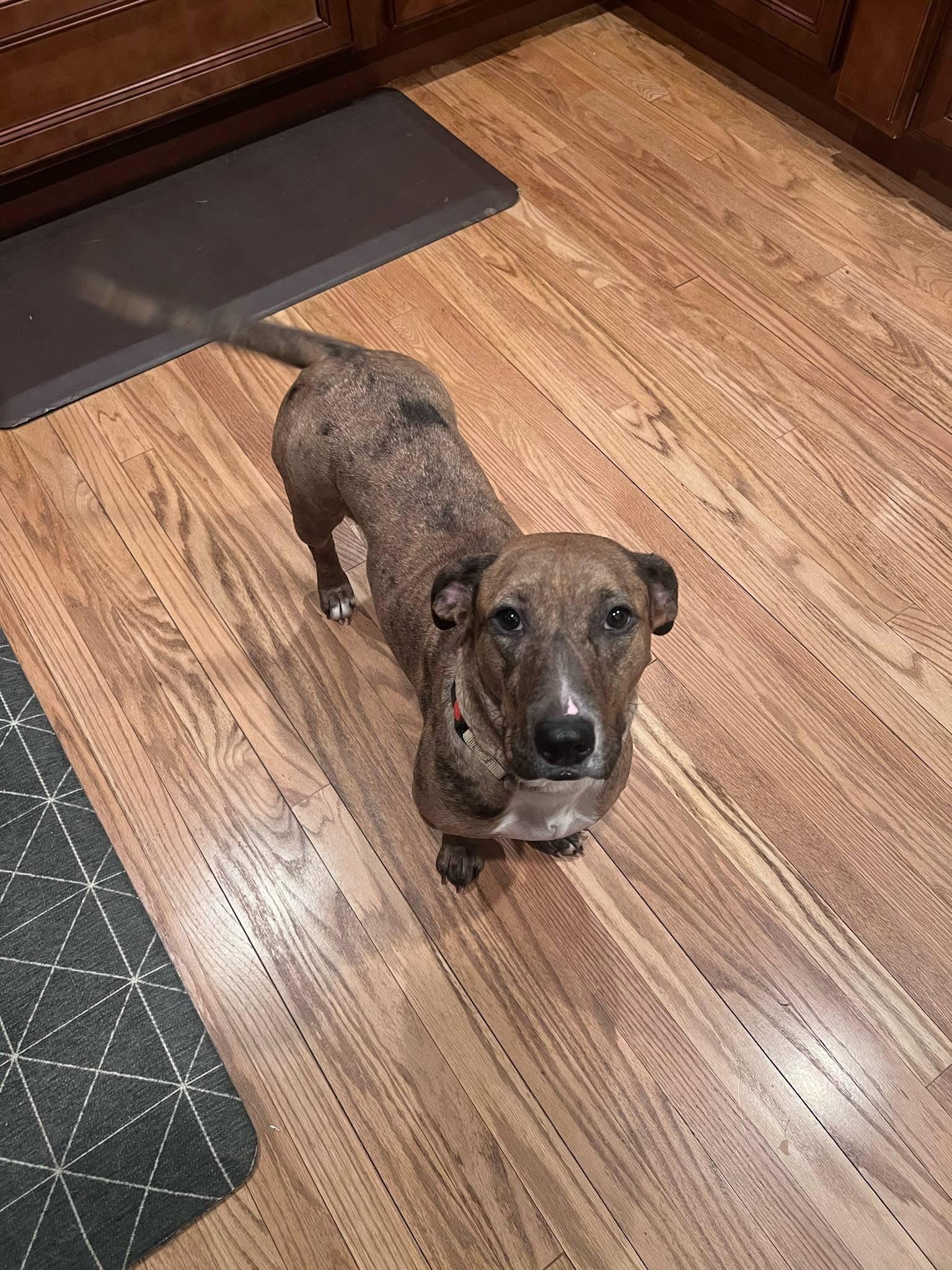 Enlarge Buffy, a ADOPTABLE mixed breed in Souderton, PA image 3/4