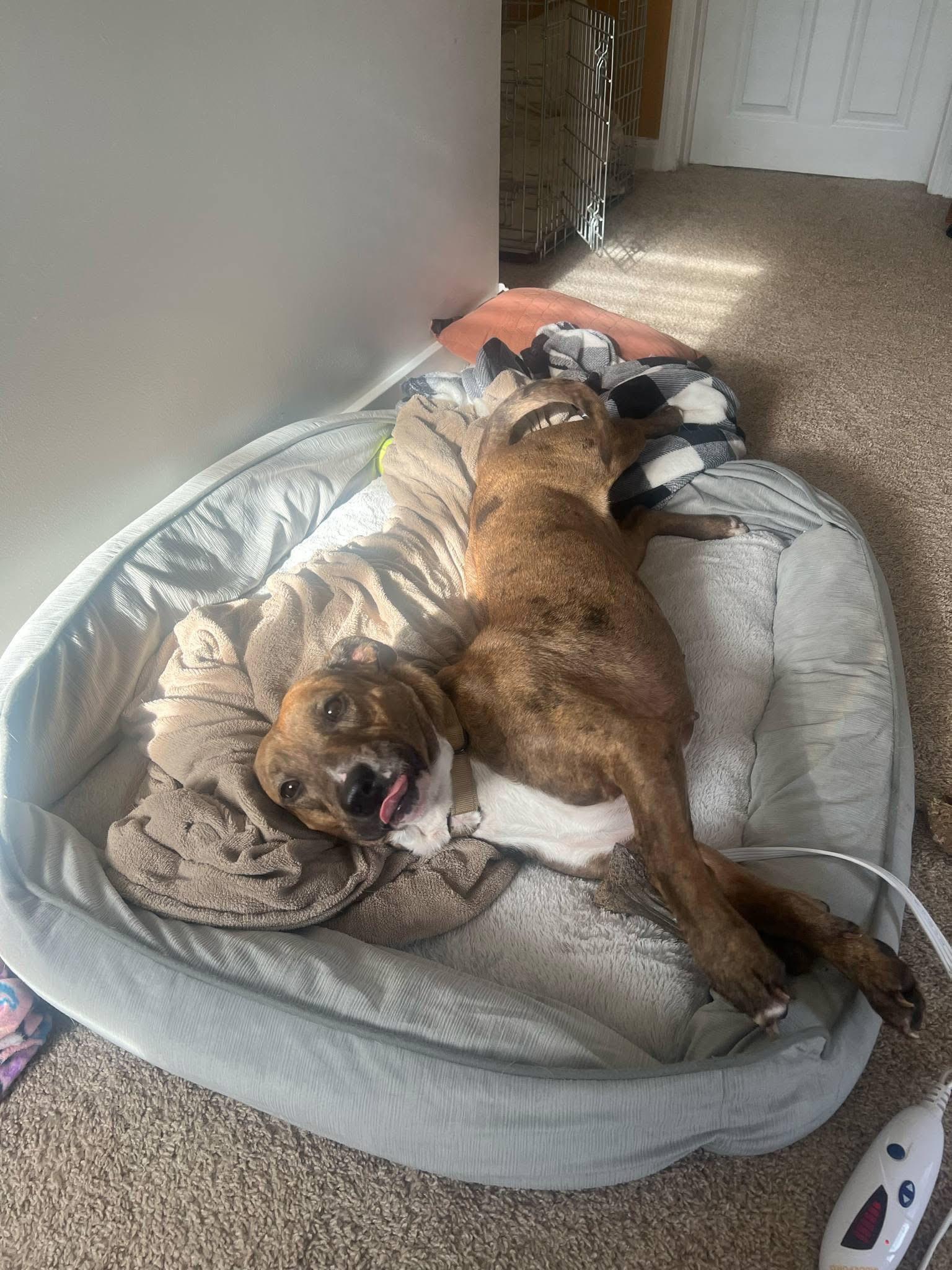 Enlarge Buffy, a ADOPTABLE mixed breed in Souderton, PA image 4/4