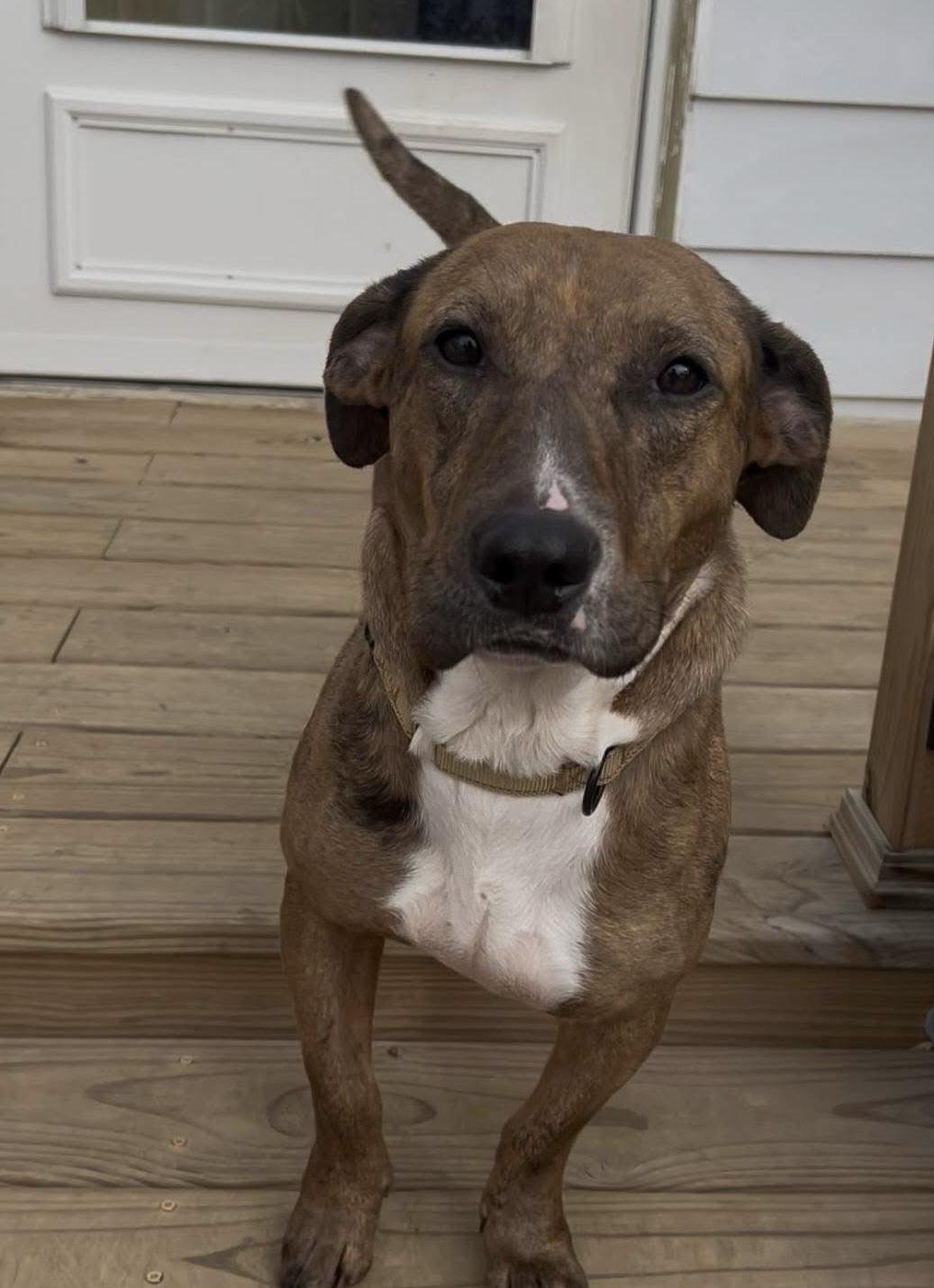 Buffy, ADOPTABLE, Young Female Basset Hound.