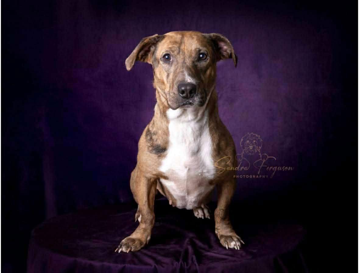 Enlarge Buffy, a ADOPTABLE mixed breed in Souderton, PA image 2/4