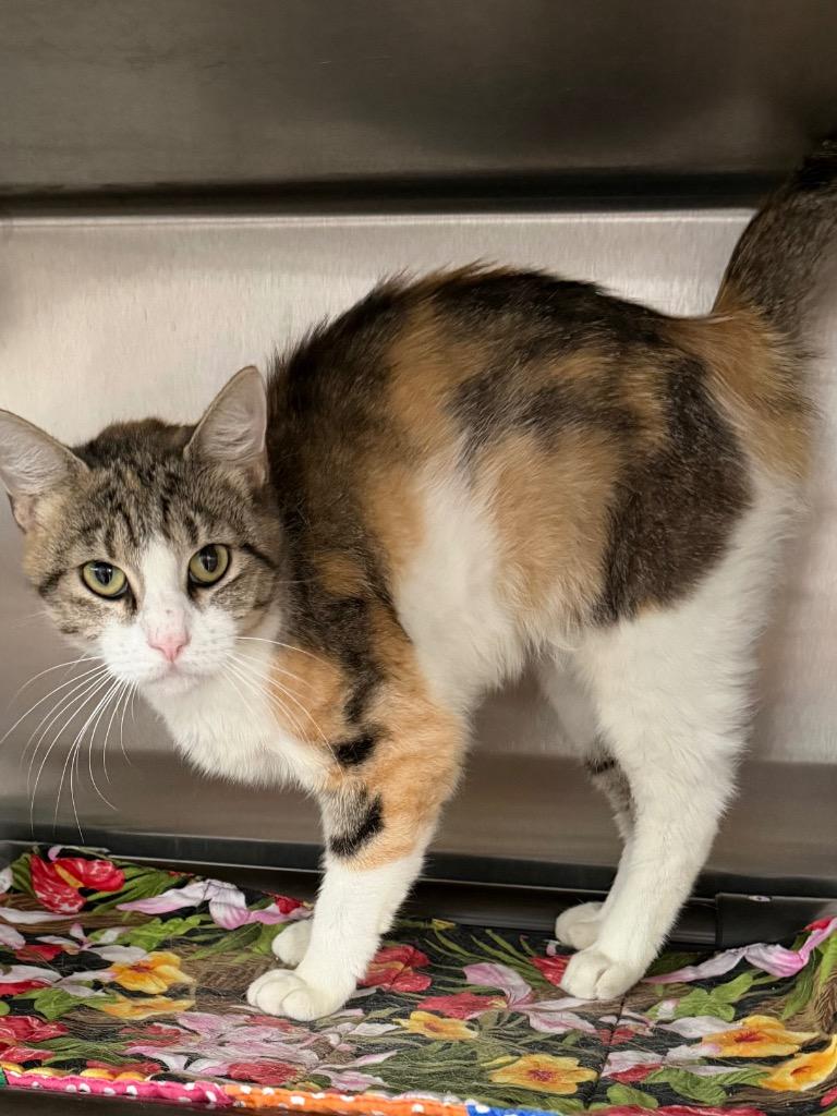 June Carter 26, Adoptable, Young Female Calico & Domestic Short Hair.