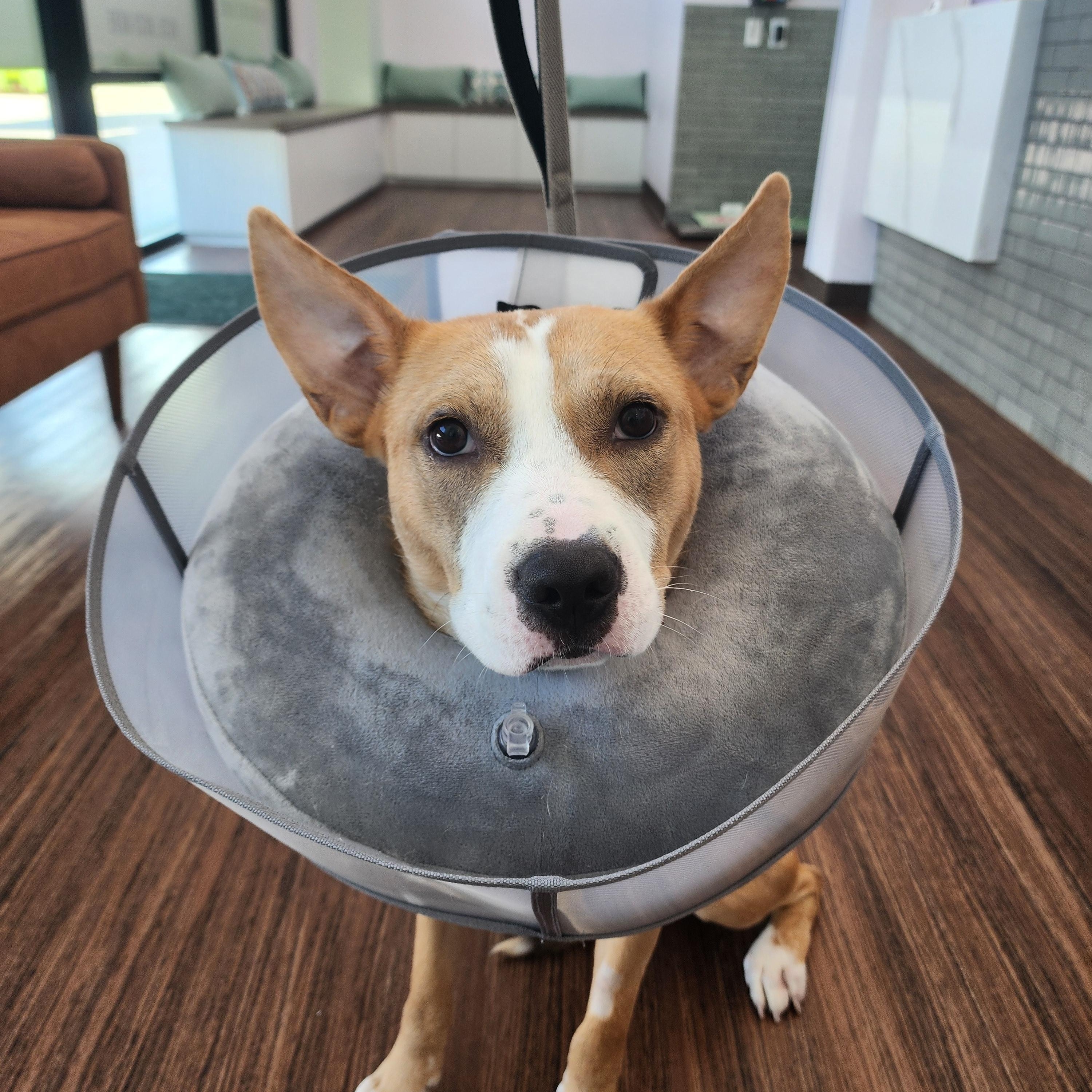 Maverick, a Adoptable mixed breed in Cypress, TX image 2/4