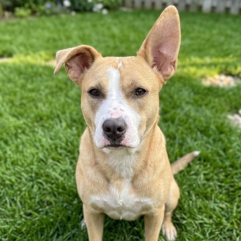 Maverick, a Adoptable mixed breed in Cypress, TX image 3/4