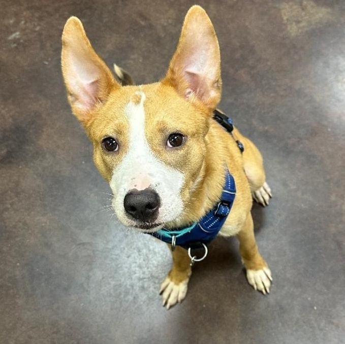 Maverick, a Adoptable mixed breed in Cypress, TX image 4/4