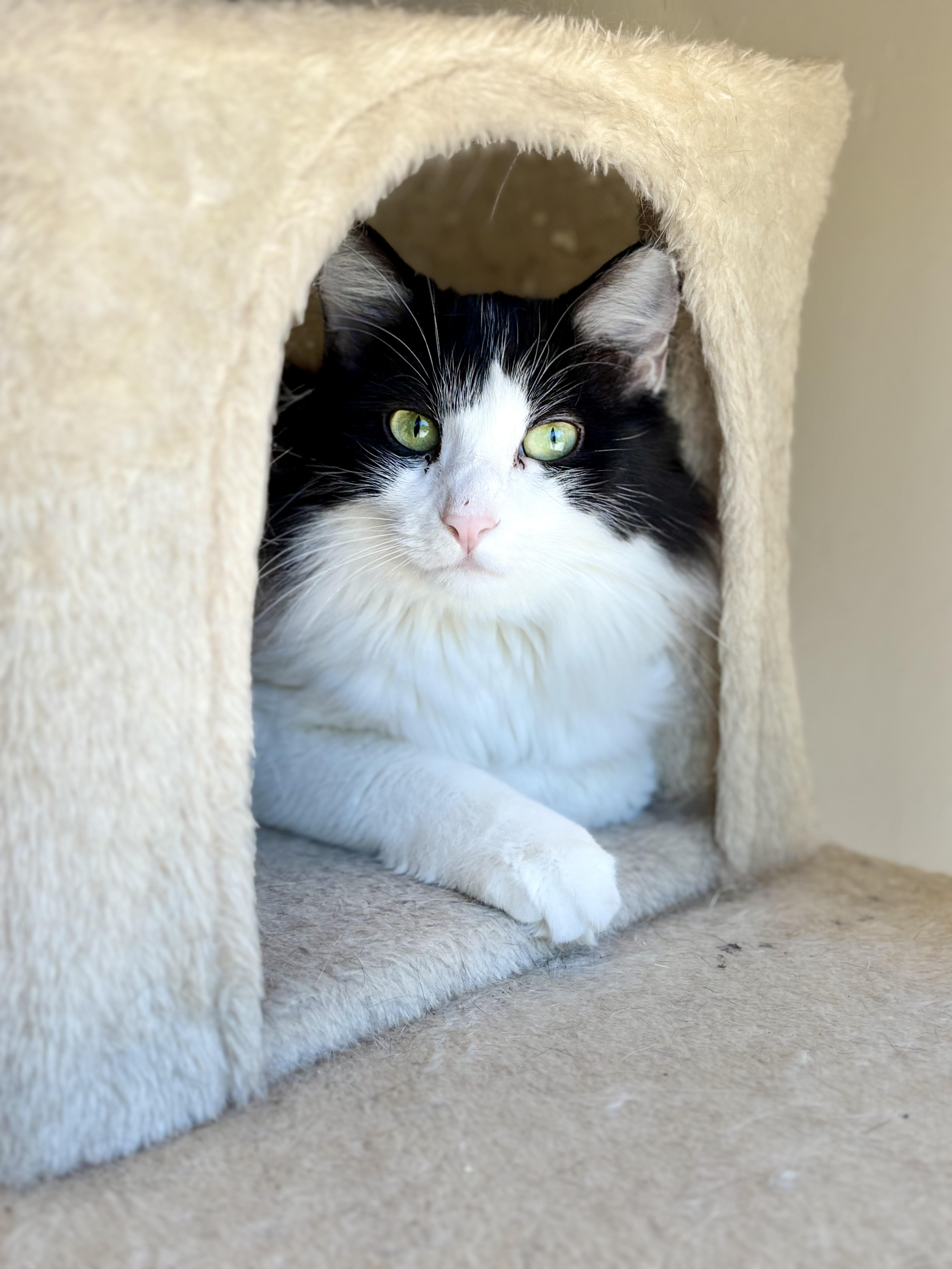 Adalyn, adopted, Adult Female Tuxedo.