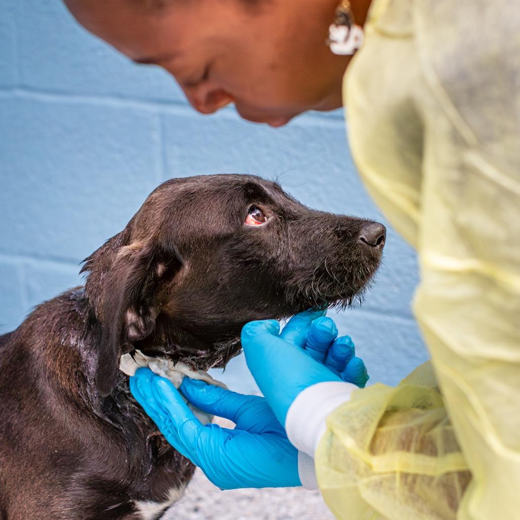 Orange Juice, Adoptable, Puppy Female Schnauzer & Labrador Retriever.