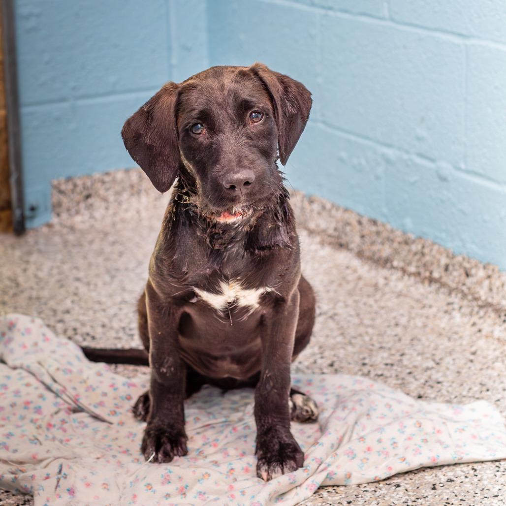 Enlarge Orange Juice, a Adoptable mixed breed in Hattiesburg, MS image 2/6