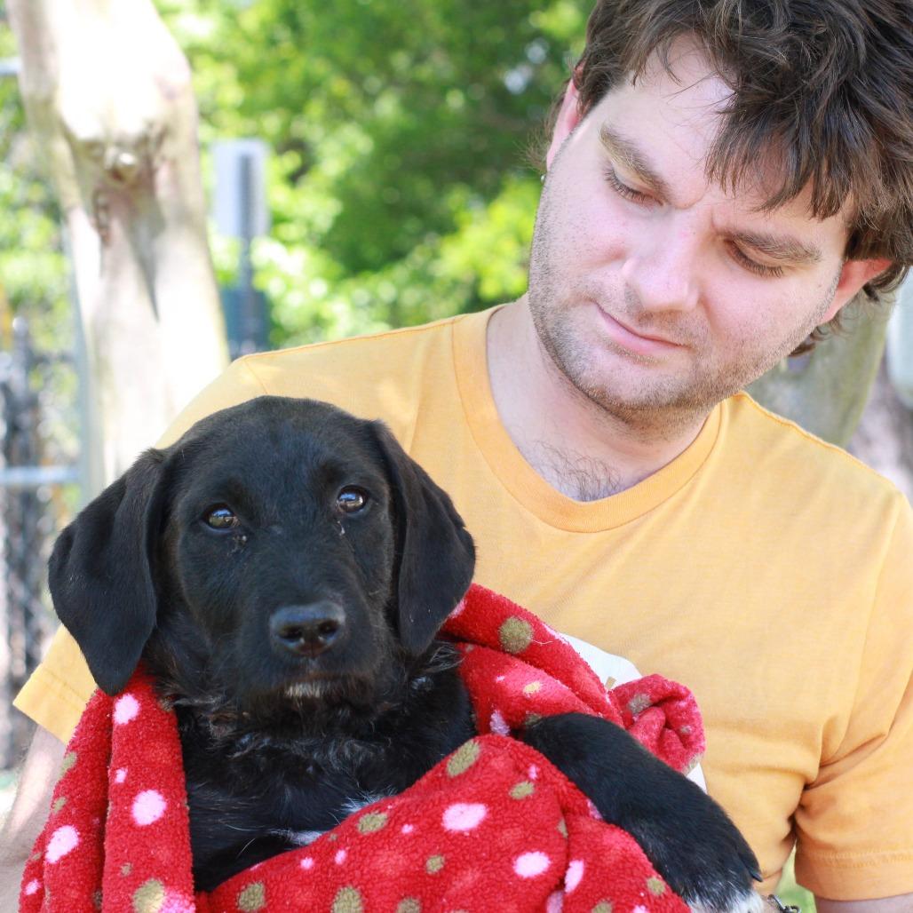 Enlarge Orange Juice, a Adoptable mixed breed in Hattiesburg, MS image 3/6