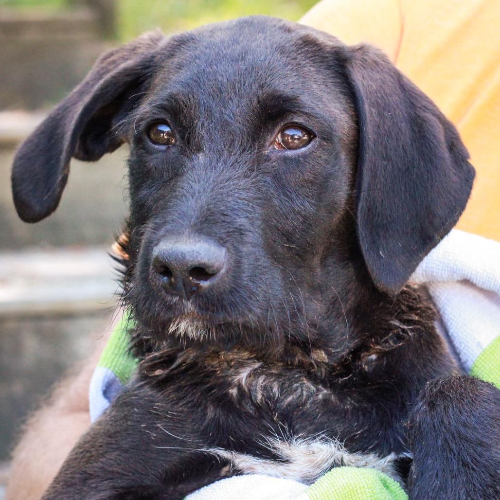 Enlarge Orange Juice, a Adoptable mixed breed in Hattiesburg, MS image 4/6