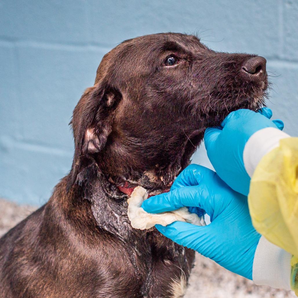 Enlarge Orange Juice, a Adoptable mixed breed in Hattiesburg, MS image 5/6