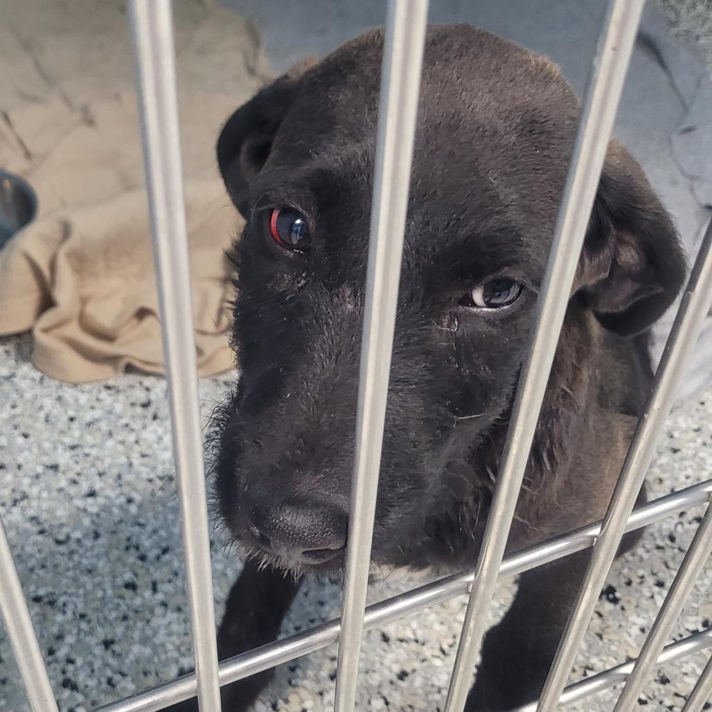 Enlarge Orange Juice, a Adoptable mixed breed in Hattiesburg, MS image 6/6
