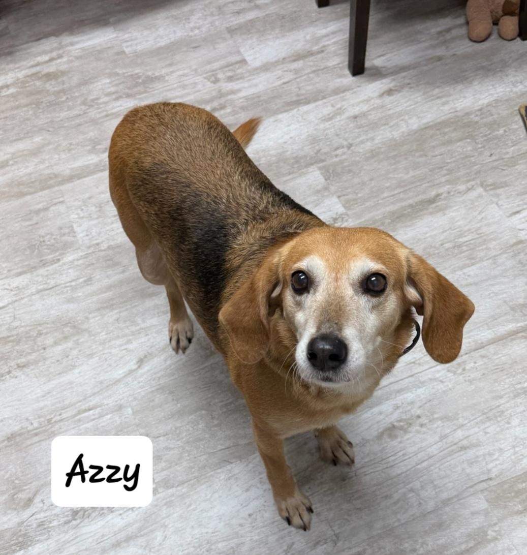 Azzy, adopted, Adult Female Labrador Retriever.