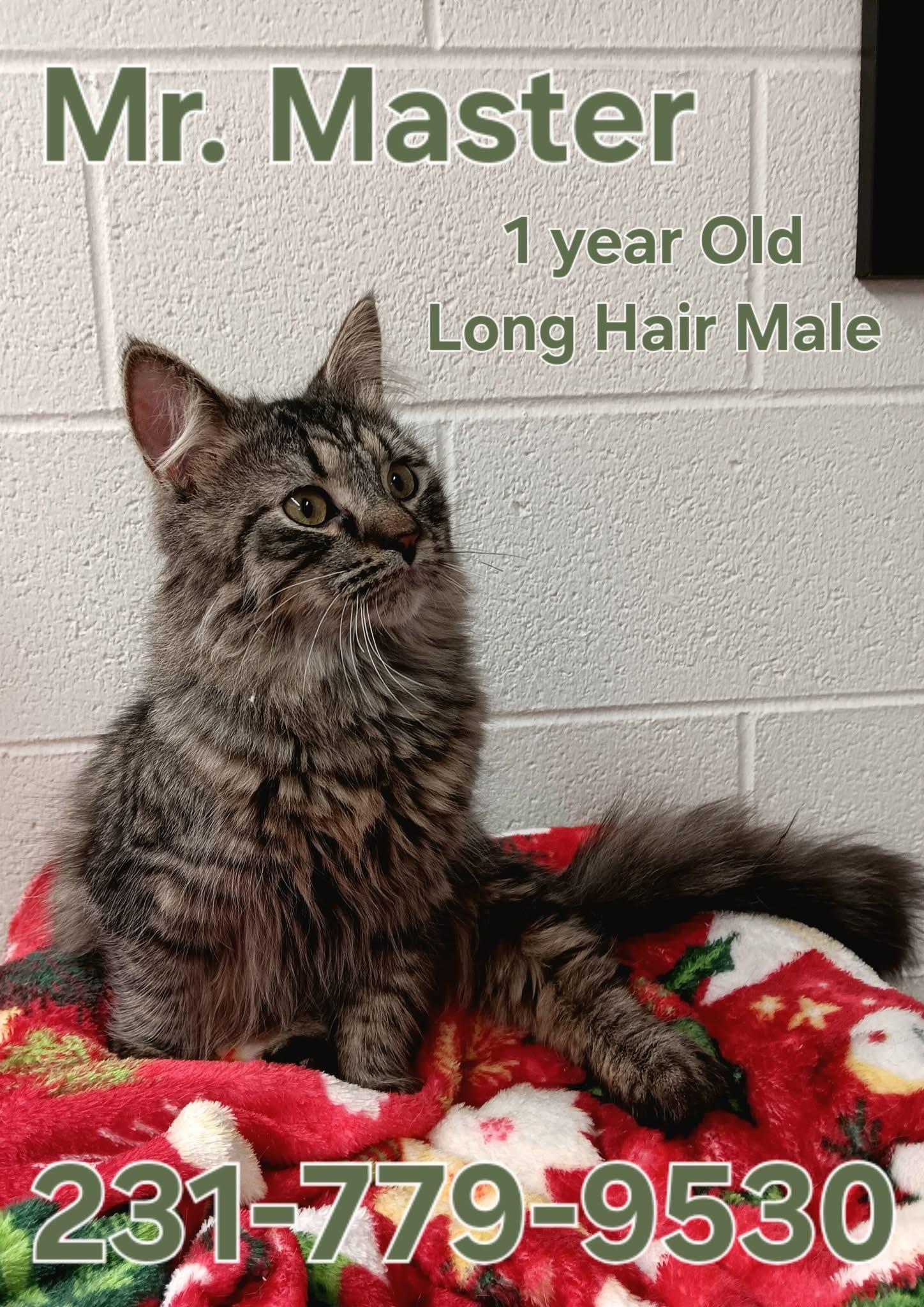 Enlarge MR. MASTER, an adopted Domestic Long Hair in Cadillac, MI image 1/1
