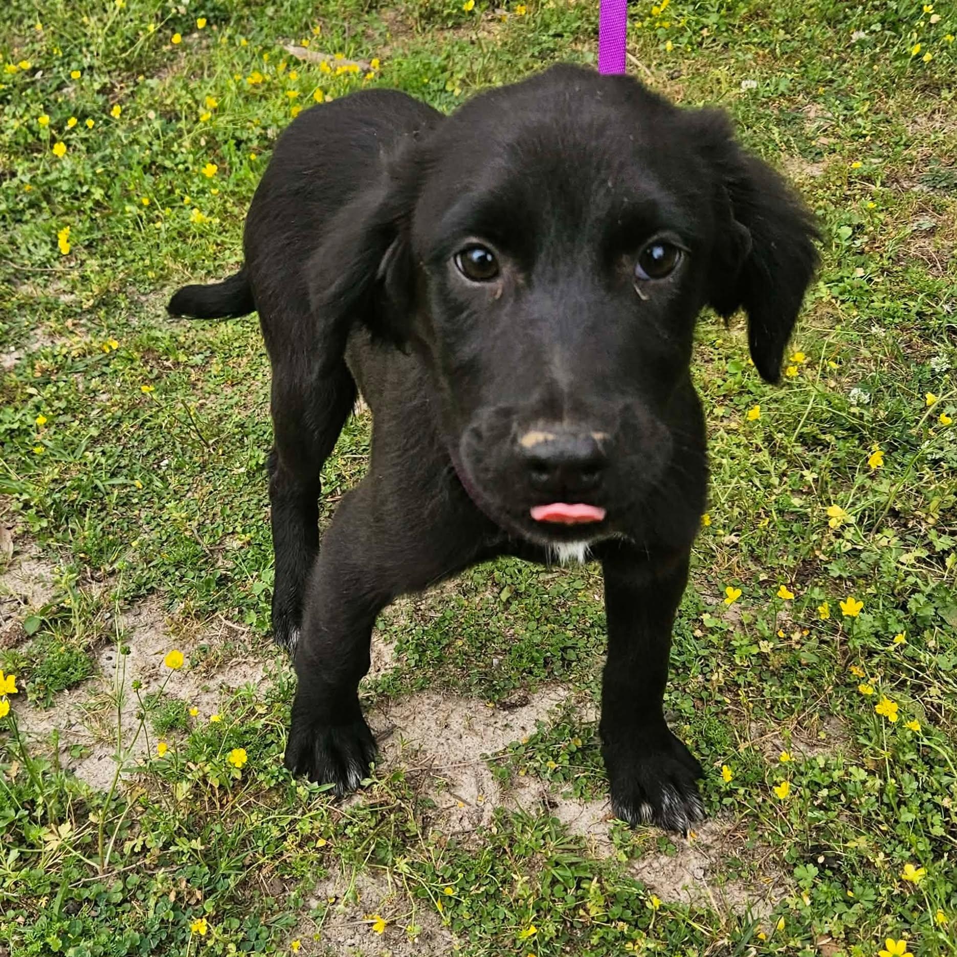 Enlarge Jayson, a ADOPTABLE mixed breed in Bethpage, NY image 2/3
