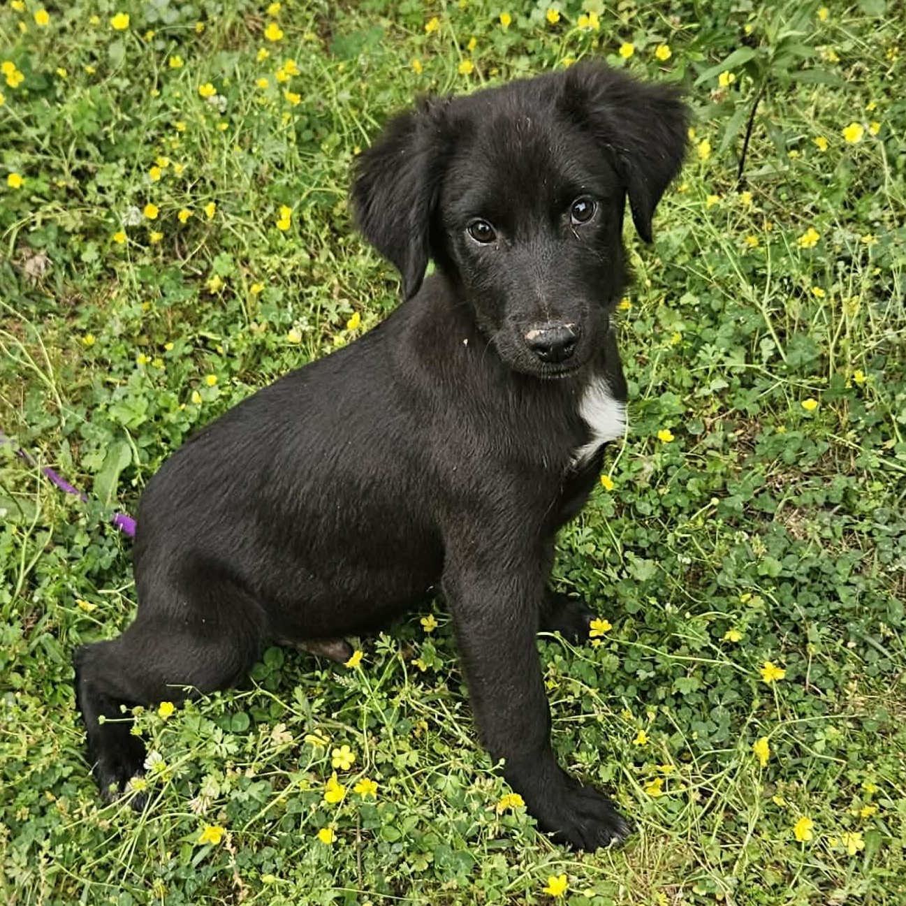Enlarge Jayson, a ADOPTABLE mixed breed in Bethpage, NY image 3/3
