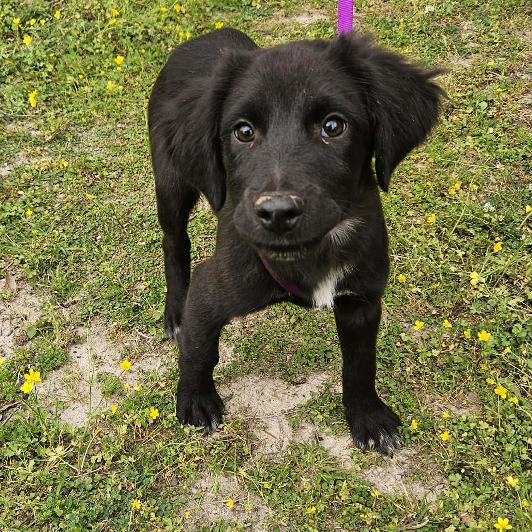 Jayson, ADOPTABLE, Puppy Male Black Labrador Retriever & Spaniel.