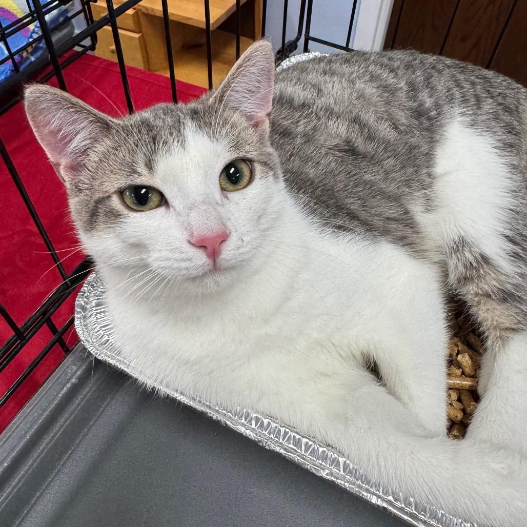 Cutie Pie, Adoptable, Young Male Domestic Short Hair.