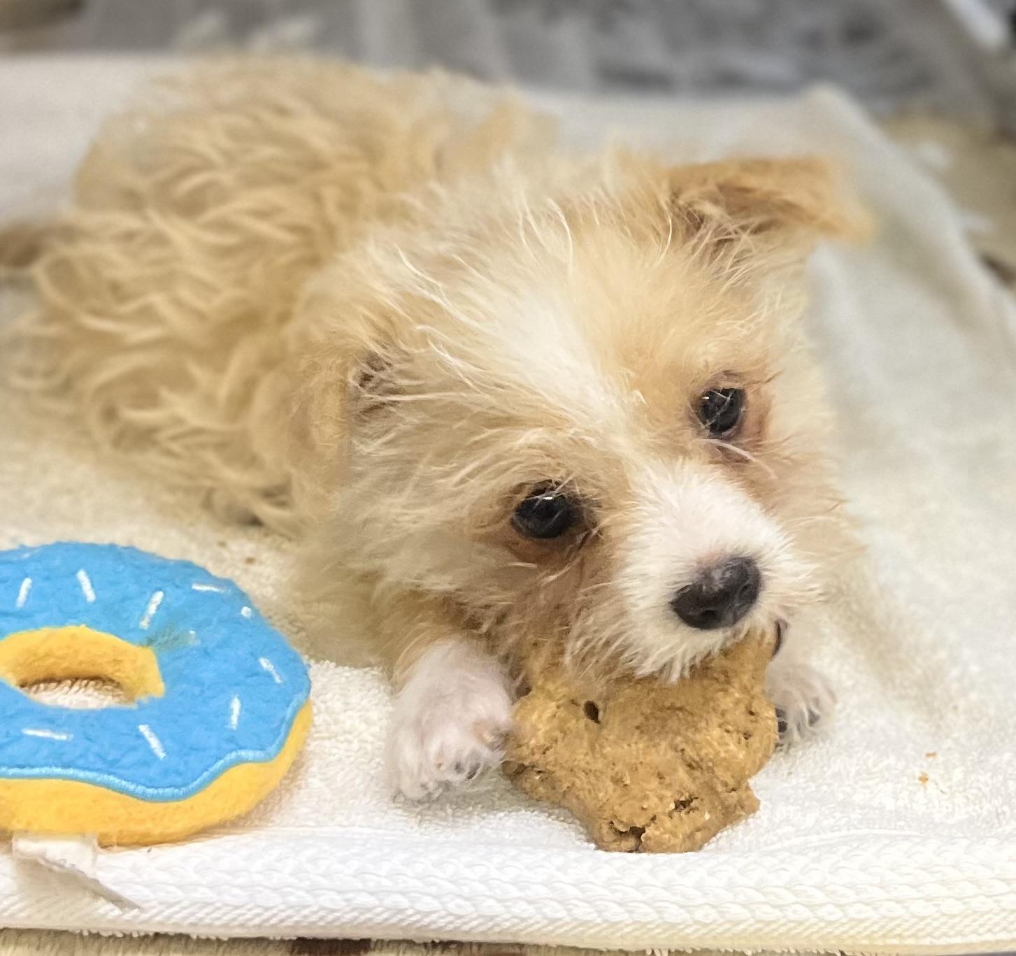 Enlarge Fantasia, an adopted mixed breed in Los Angeles, CA image 1/3