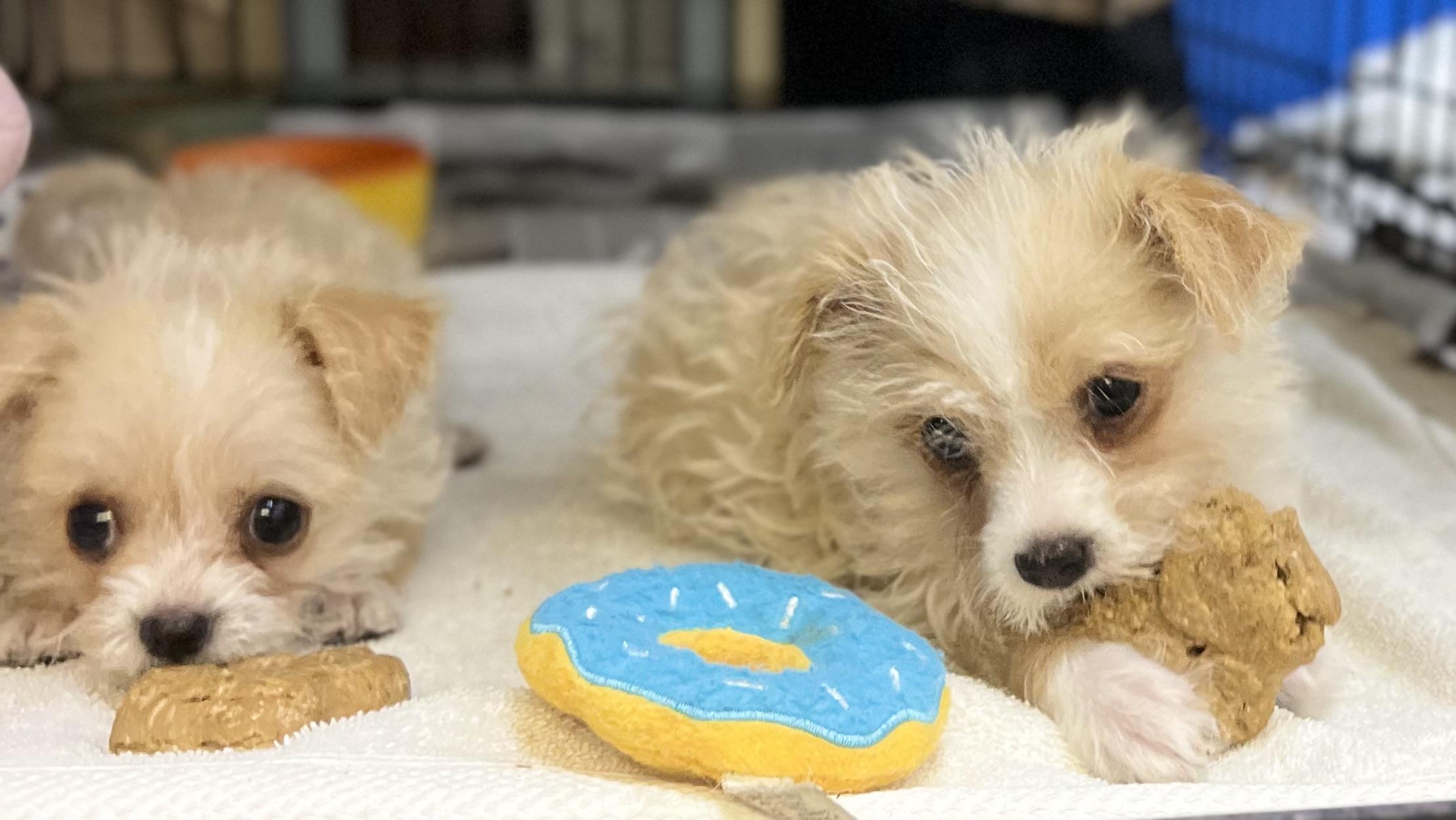 Enlarge Fantasia, an adopted mixed breed in Los Angeles, CA image 3/3