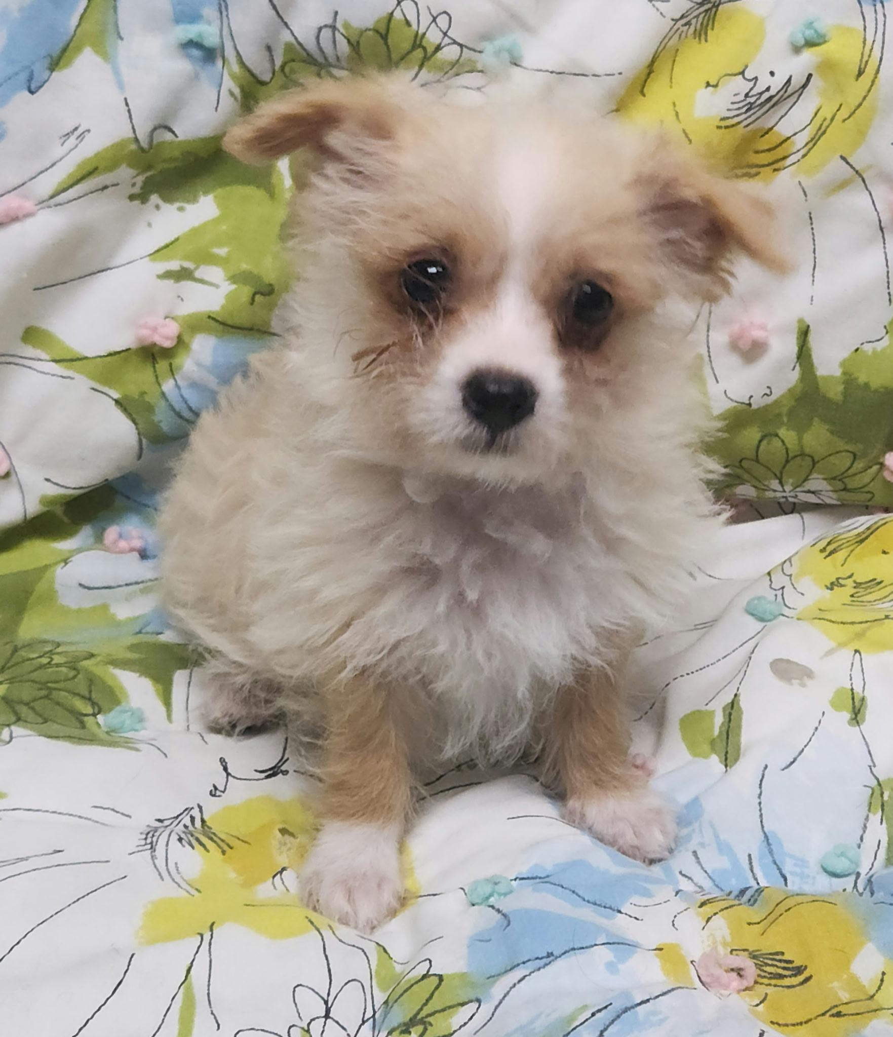 Enlarge Fantasia, an adopted mixed breed in Los Angeles, CA image 2/3