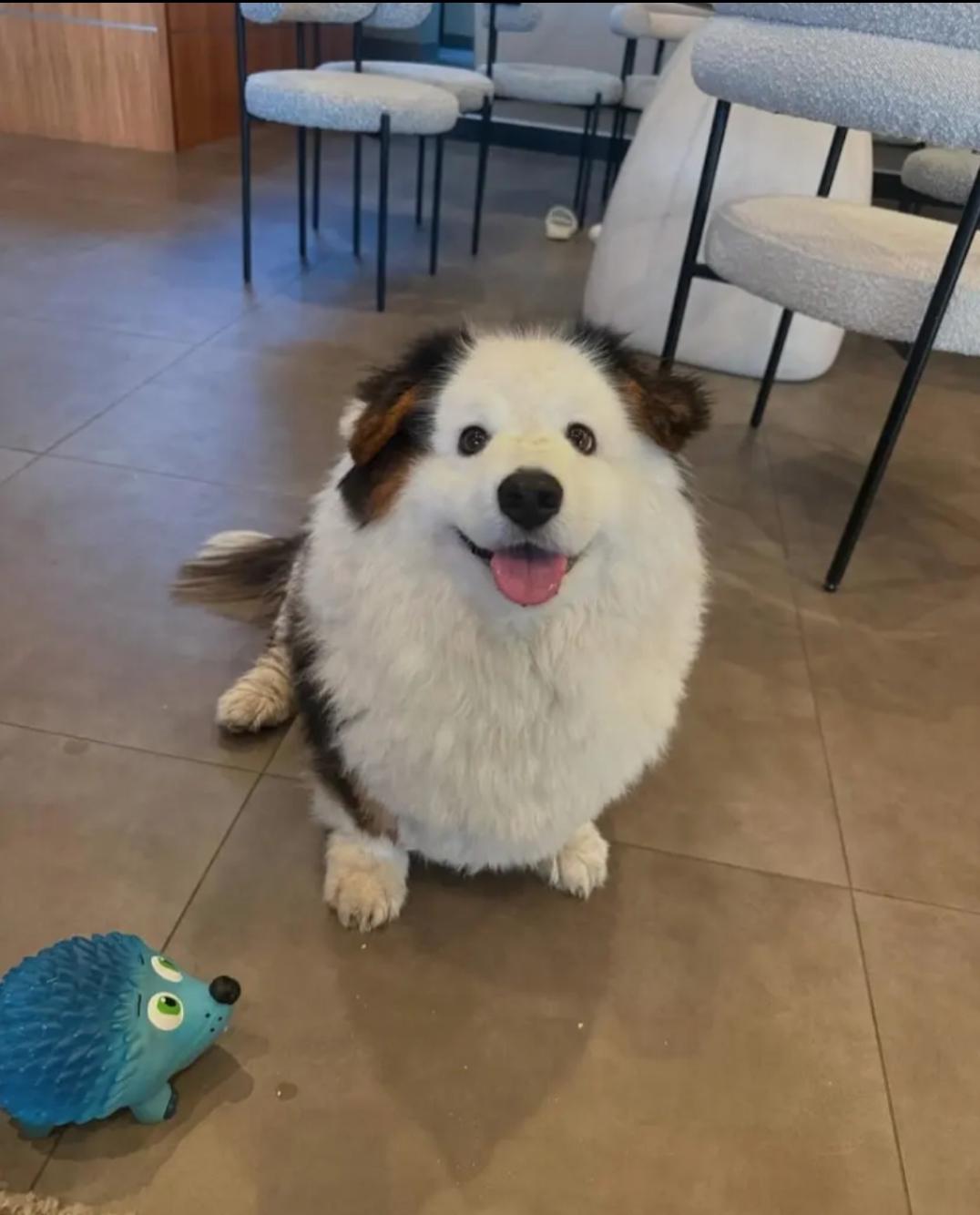 Enlarge Tinker, a Adoptable Pembroke Welsh Corgi in Woodsfield, OH image 1/1