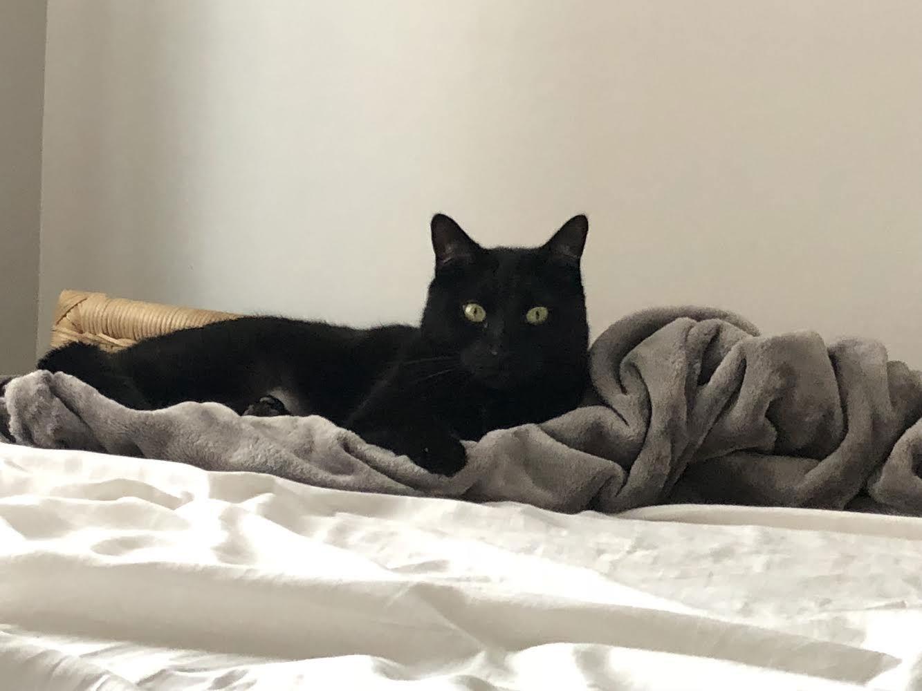 Enlarge Marshall, a Adoptable Domestic Short Hair in Montreal, QC image 1/1