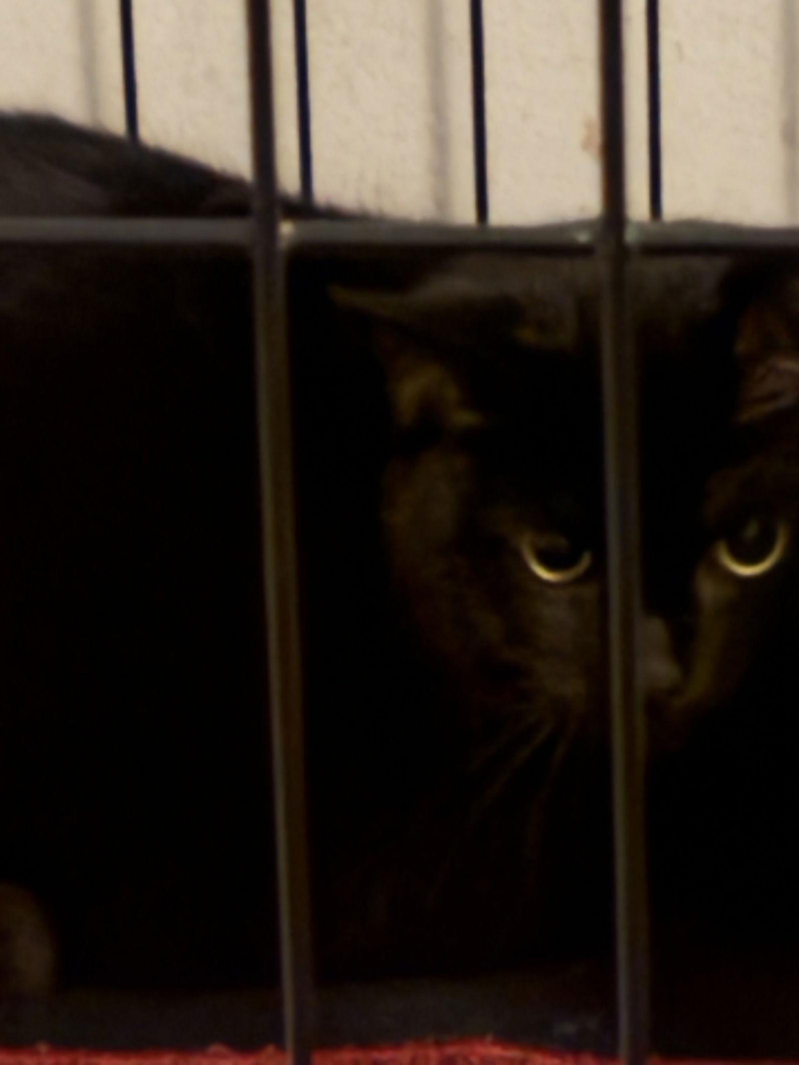 Enlarge BOO BOO, a Adoptable Domestic Short Hair in Northfield, OH image 1/2