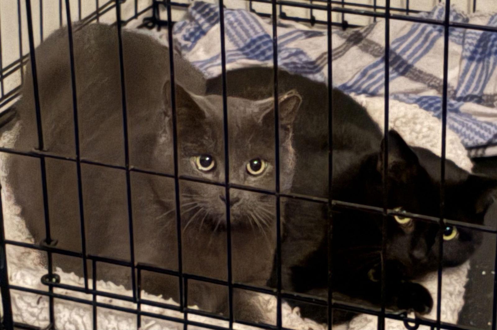 BOO BOO — thumbnail 2