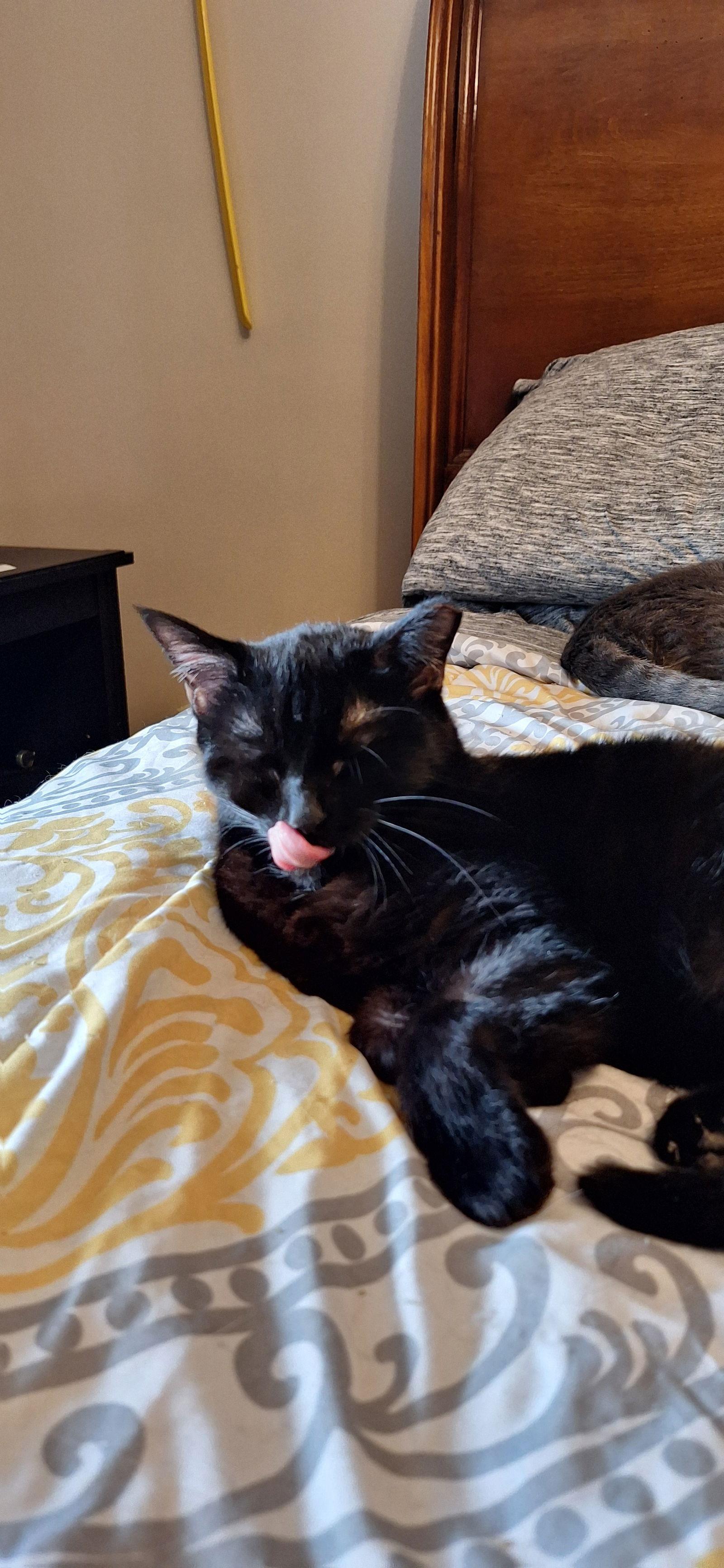 Enlarge BOO BOO, a Adoptable Domestic Short Hair in Northfield, OH image 3/3