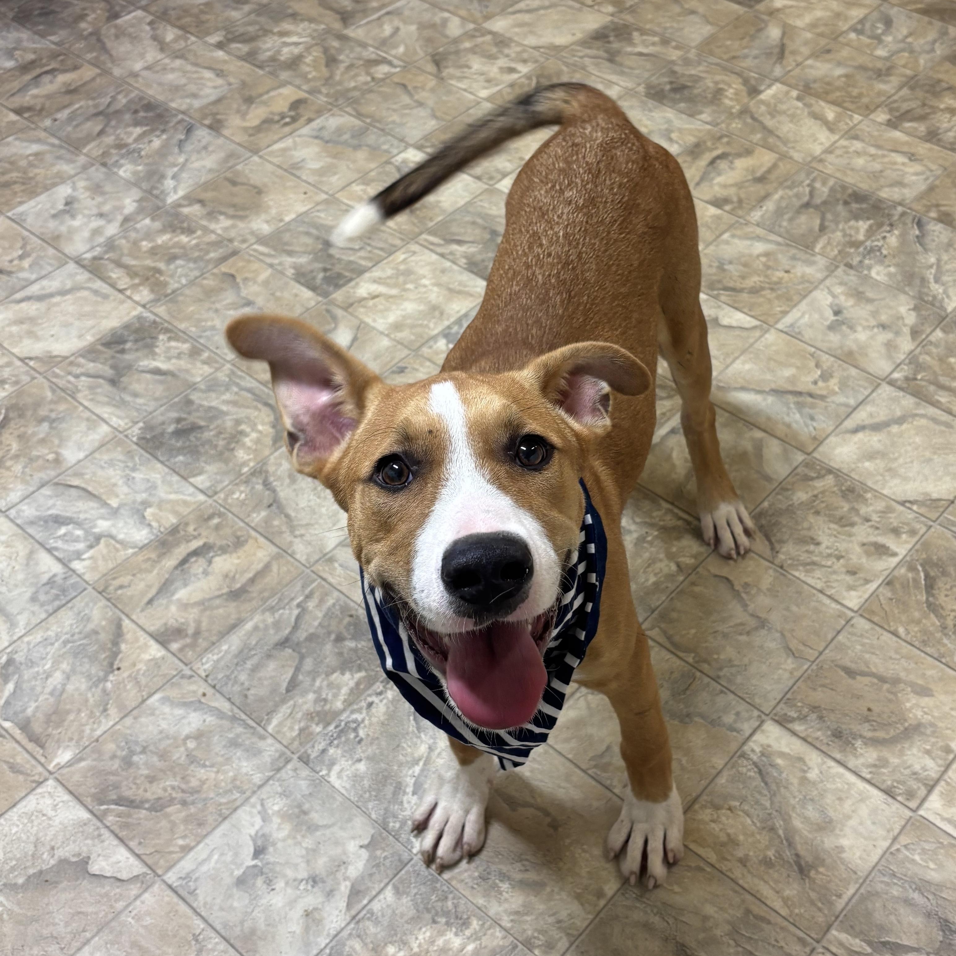 Owen, an adoptable mixed breed in Pilot Point, TX image 2/4