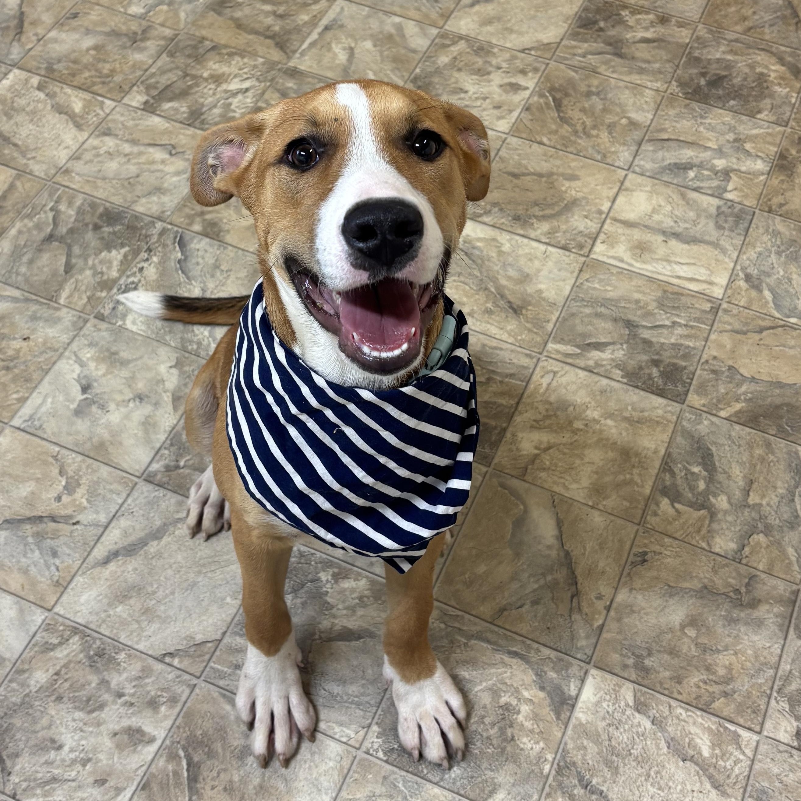 Owen, an adoptable mixed breed in Pilot Point, TX image 3/4