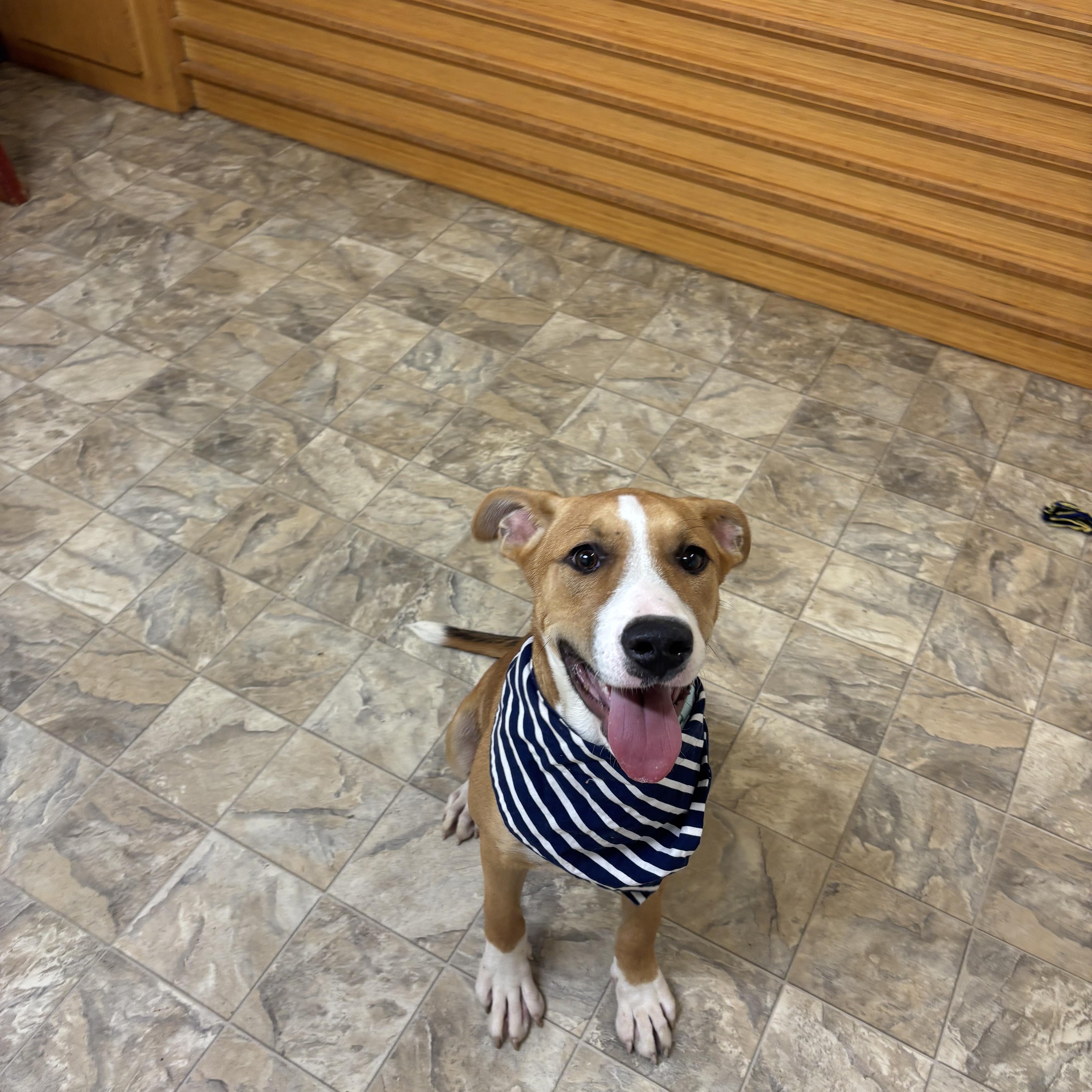 Owen, an adoptable mixed breed in Pilot Point, TX image 4/4