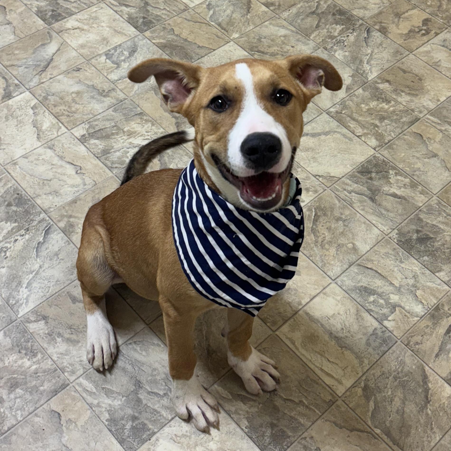 Owen, an adoptable mixed breed in Pilot Point, TX image 1/4