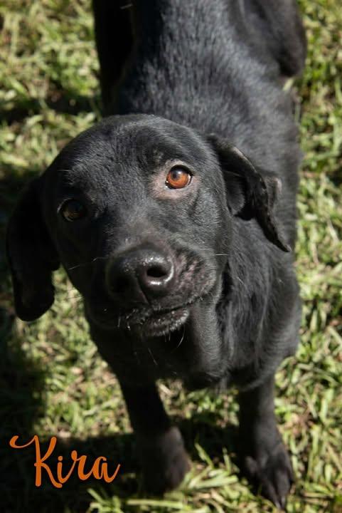 Enlarge Kira #3, an adopted mixed breed in Killingworth, CT image 1/3