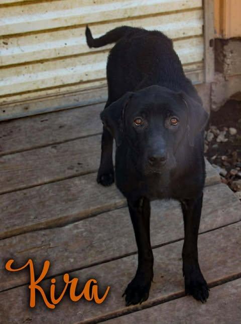 Enlarge Kira #3, an adopted mixed breed in Killingworth, CT image 2/3